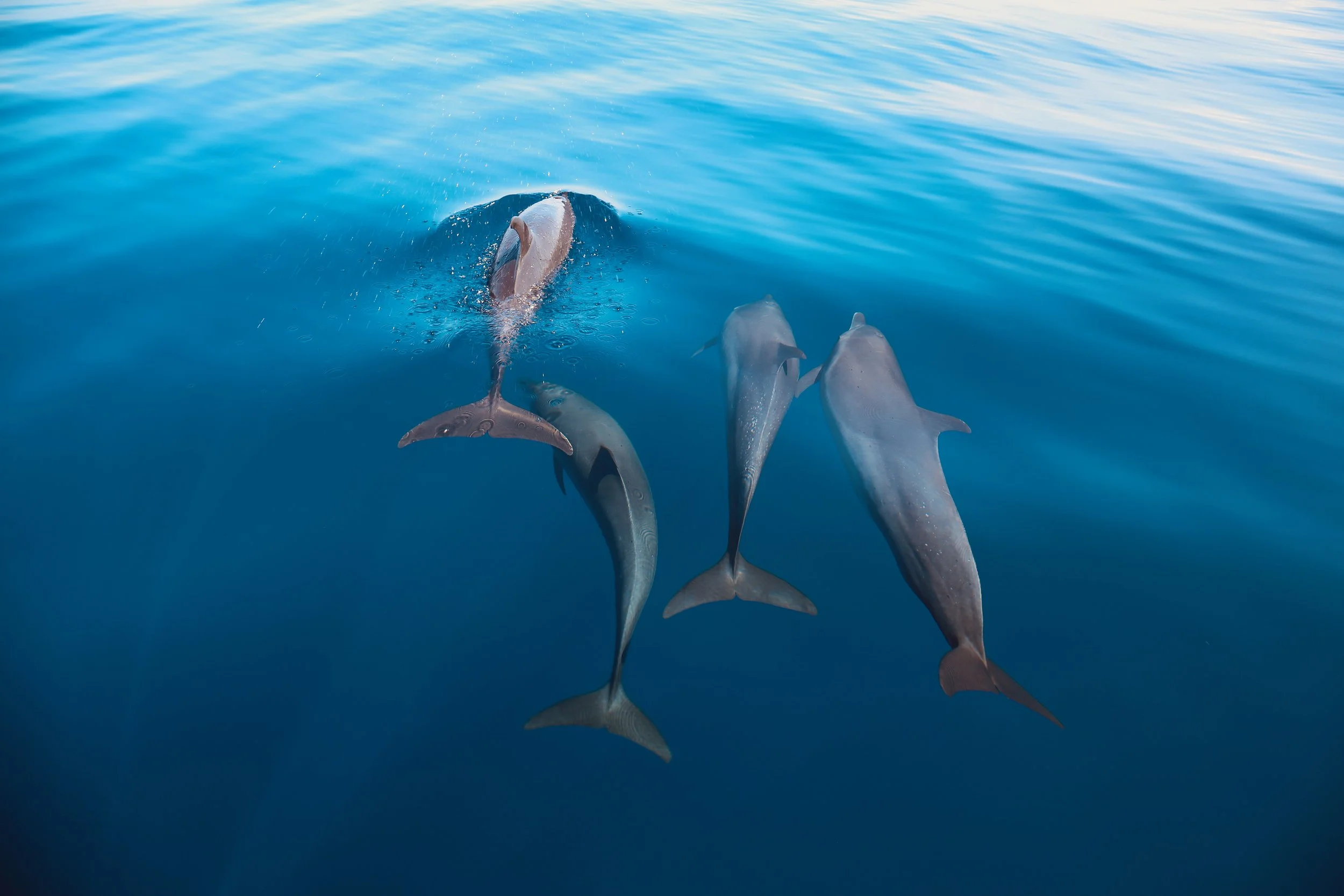 DOLPHINS: IS OUR LOVE TOO DEEP? // SEA DOG TV INT. // ABC TV  // PRODUCTION, CAMERA & POST ASSISTANT
