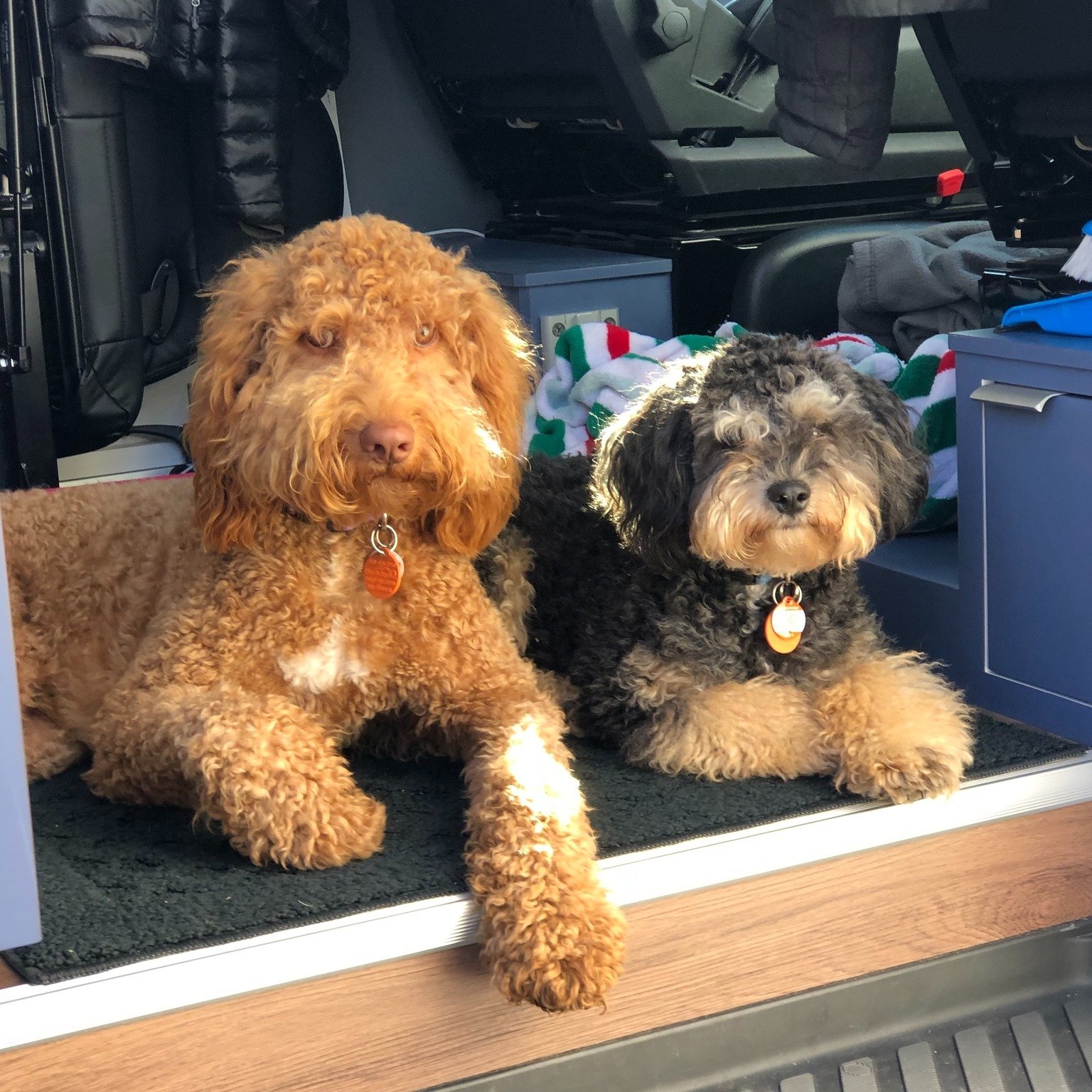 Happy National Sibling Day from Teddy, Layla, and their big brother Cooper!

#nationalsiblingday #fursiblings #furbabies #mtjuliettn #mtjuliet #nashvilletn #cncwood #cnc #cncmachining #cncrouter #cncmachine #handmadegifts #laserprinterservice #laserp