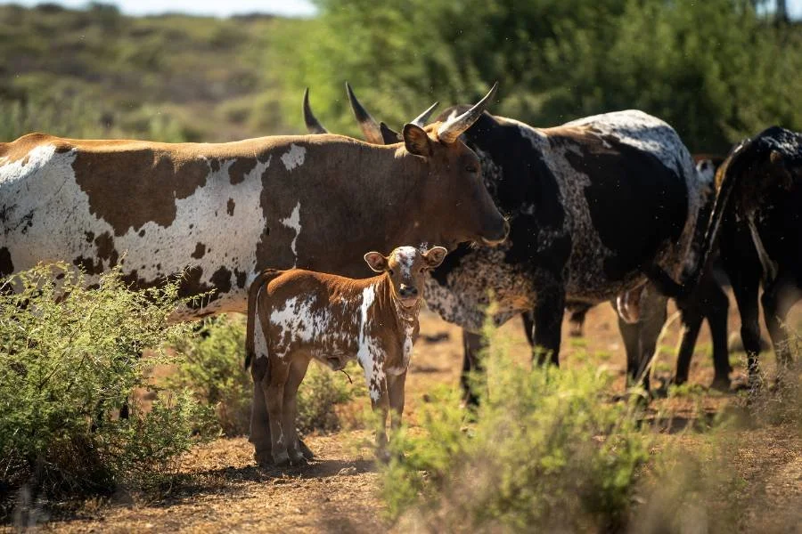 AAM Livestock Agents and Auctioneers Nguni Cattle.jpg