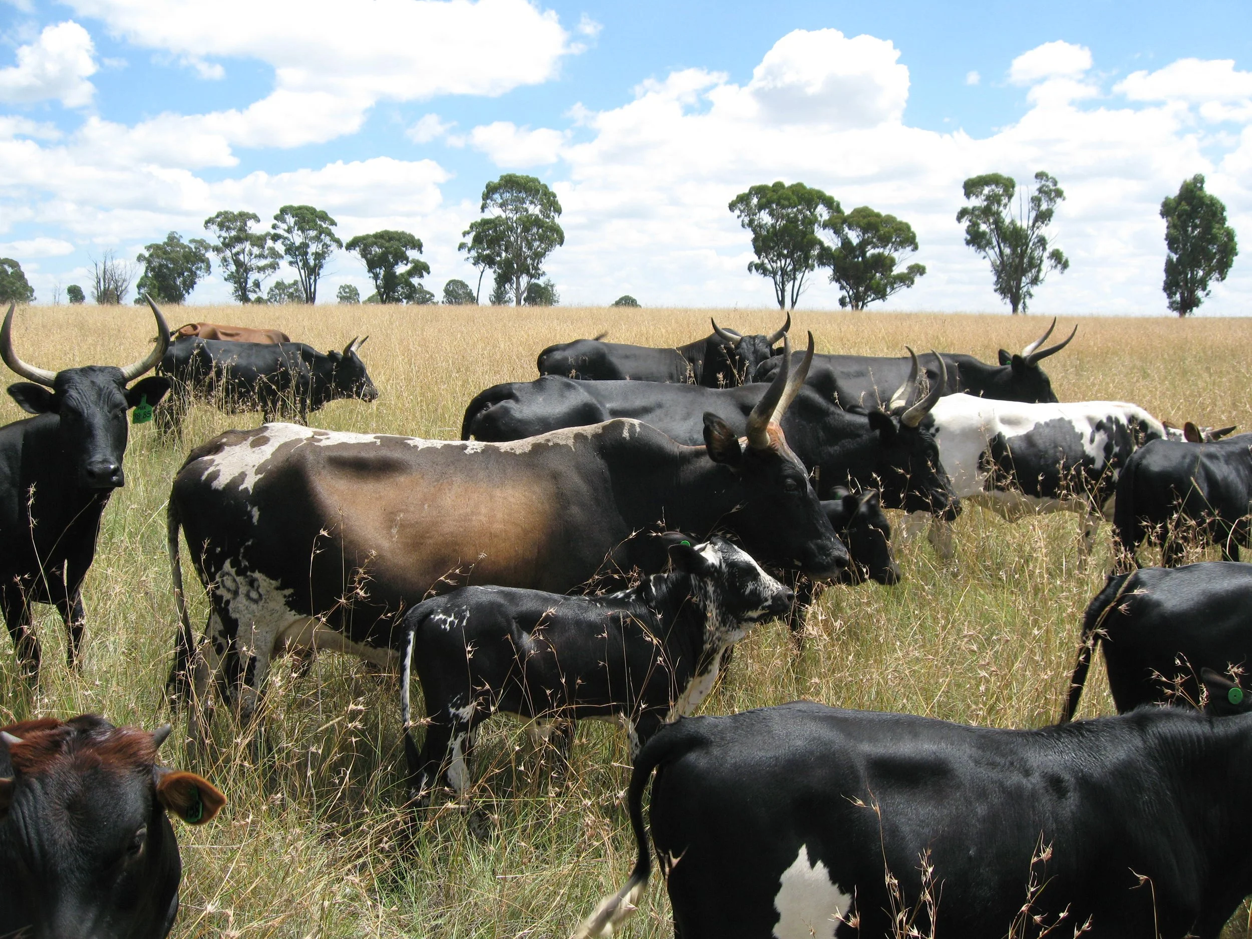 AAM Livestock Agents and Auctioneers Nguni.jpg