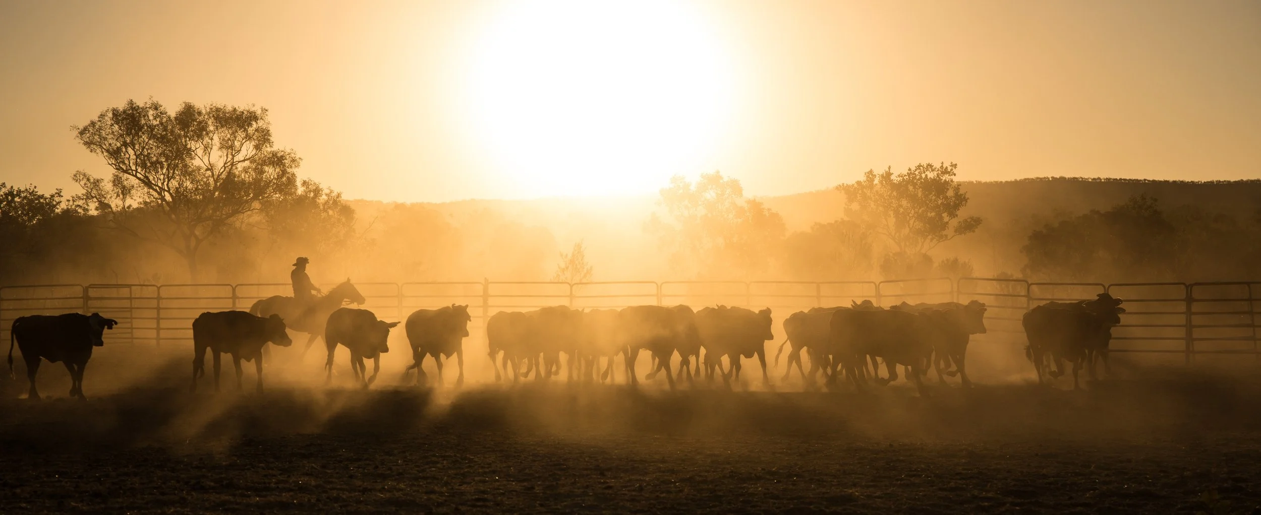 AAM Livestock Agents and Auctioneers Ranch Sunset.jpeg