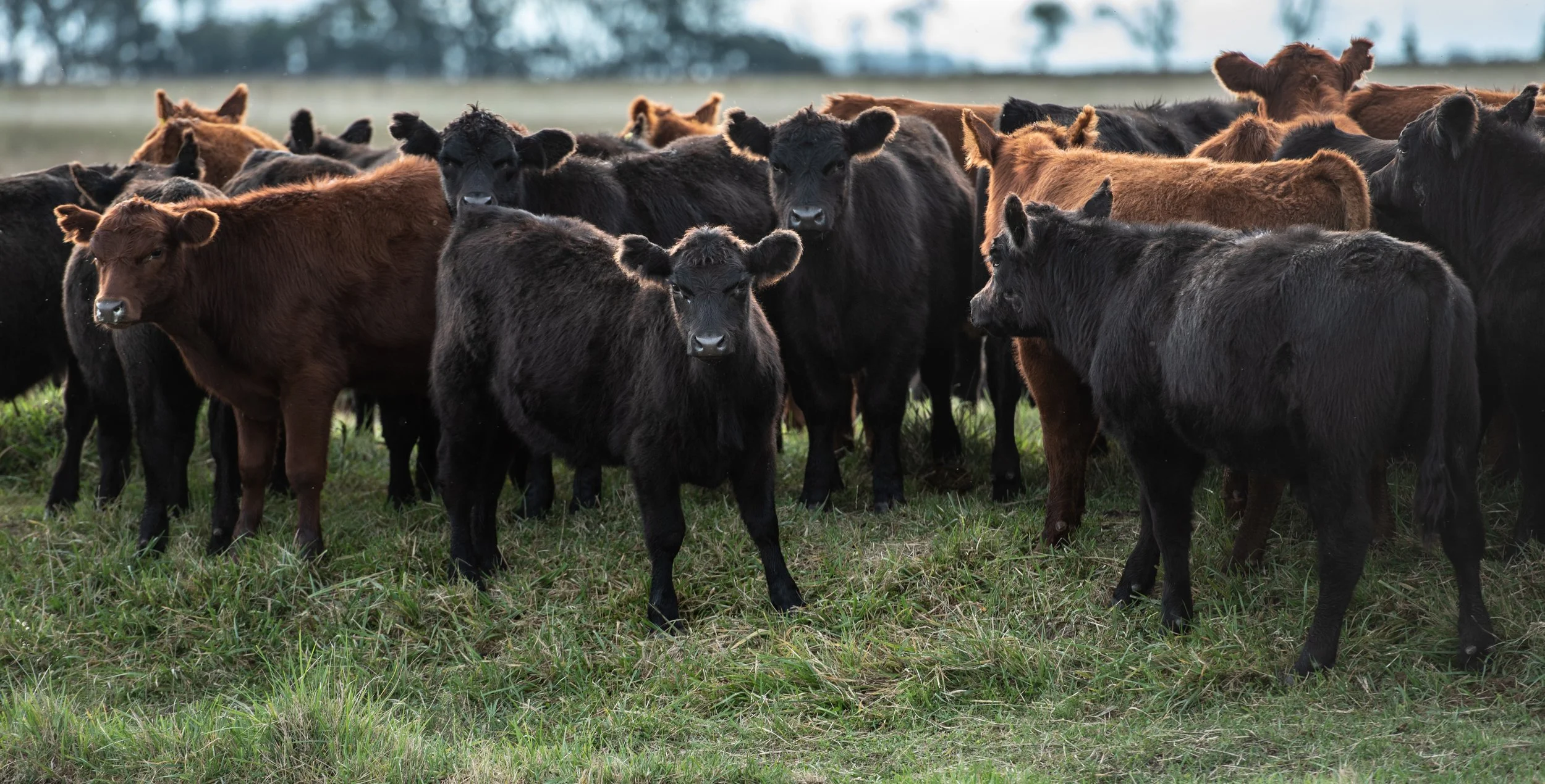 AAM Livestock Agents and Auctioneers Black and Red Angus Weaners.jpeg