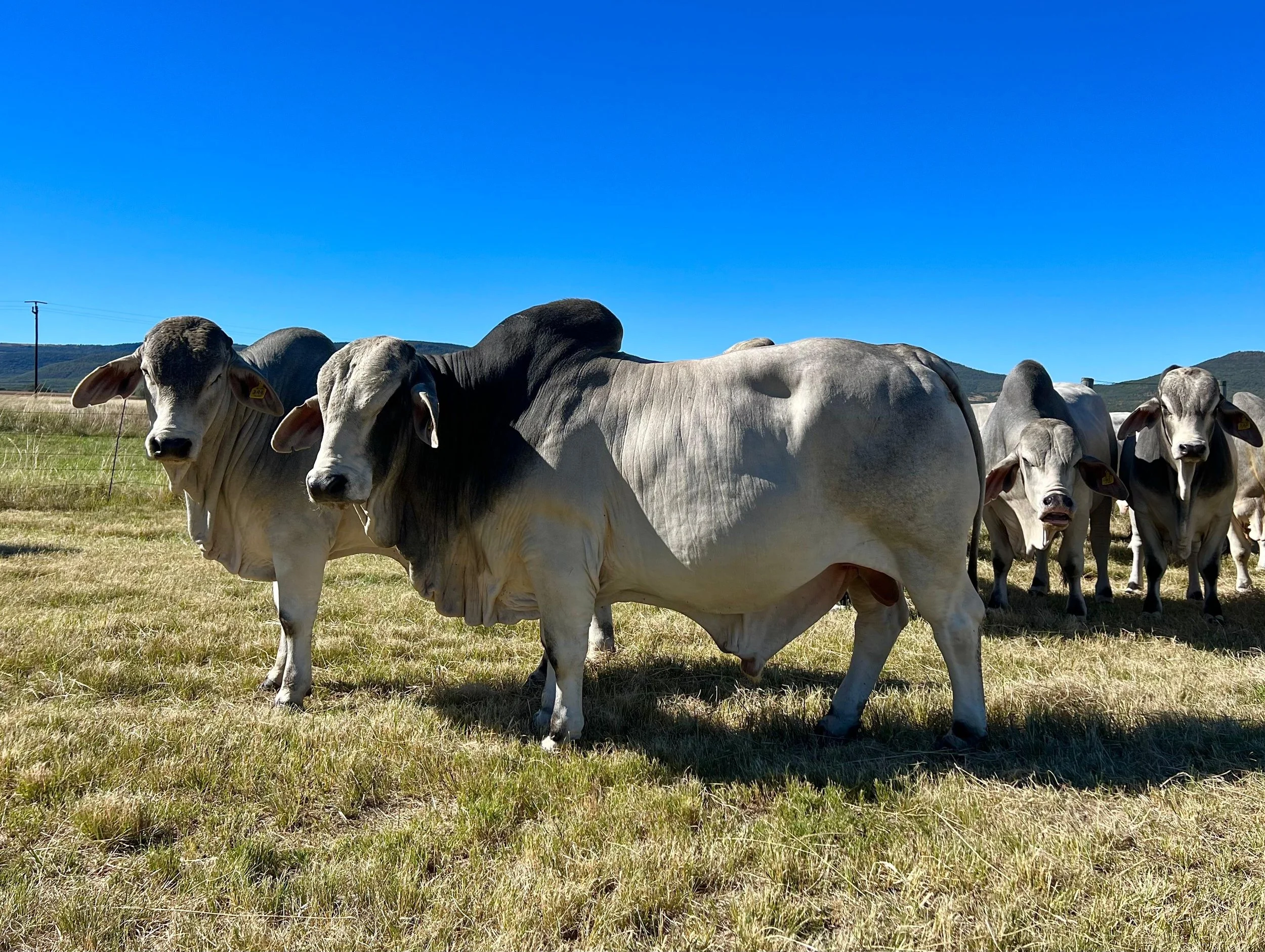 Blinkwater Boerdery Production Sale