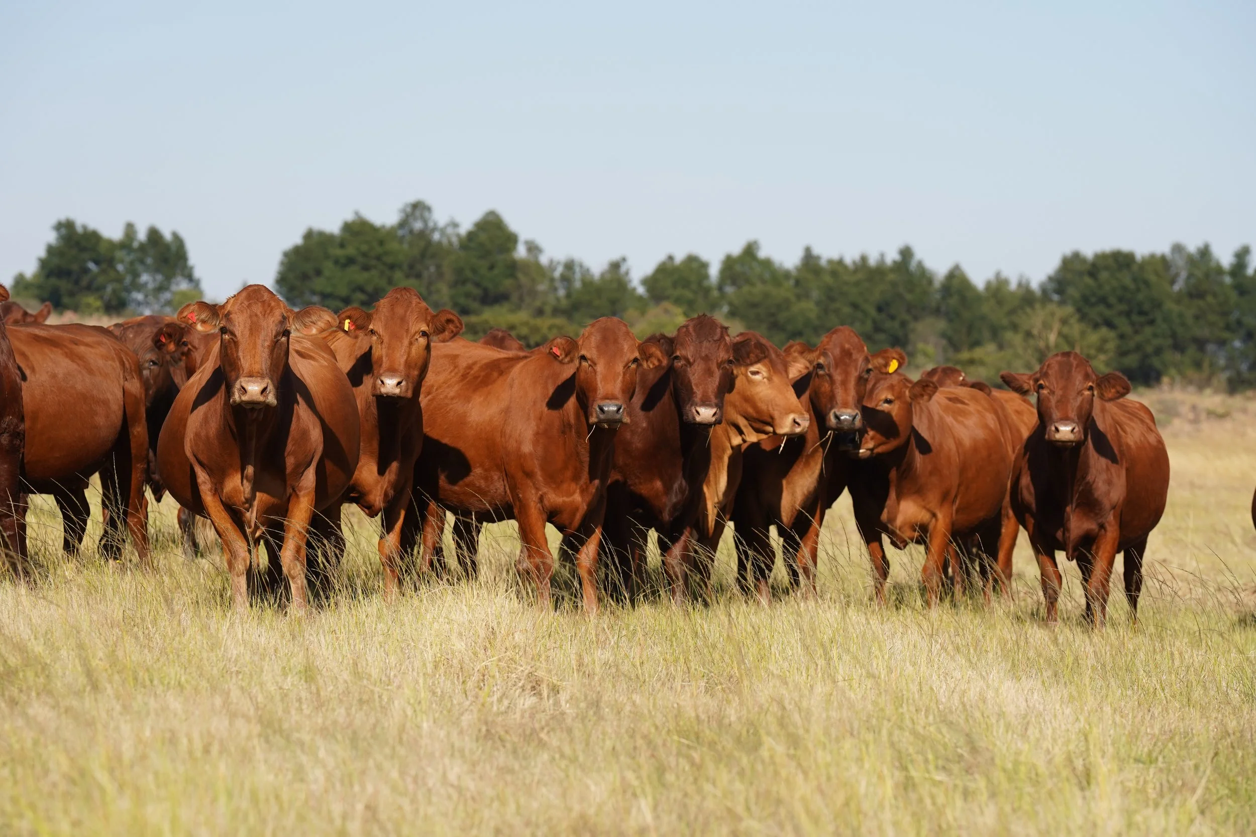 George Shawe Beef