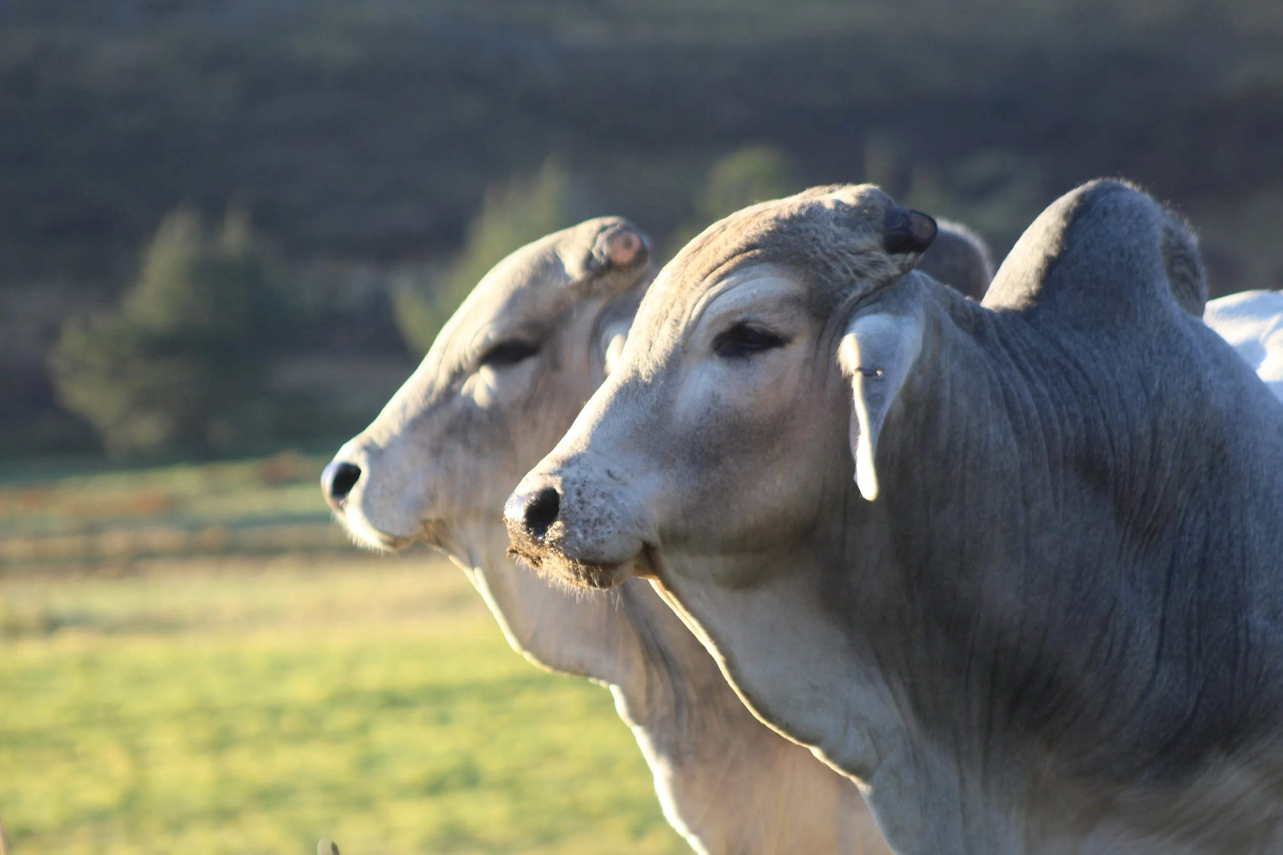 Stey Braes Annual Production Sale