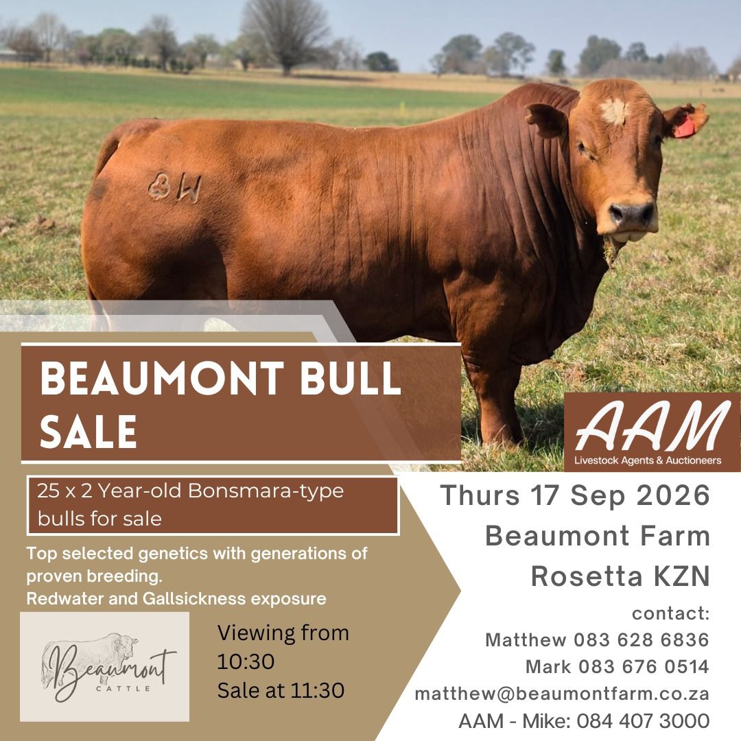 Beaumont Bull Sale