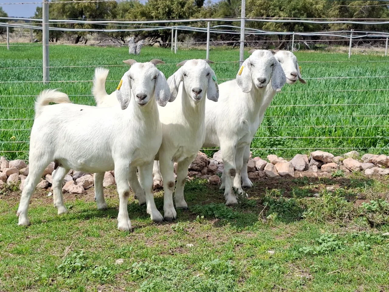 KZN Classic Goat Auction