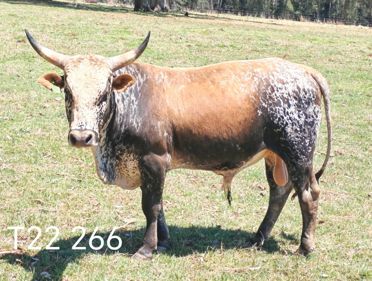 Nguni Bulls