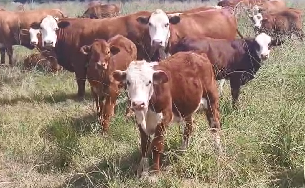 Braford Cows in Calf