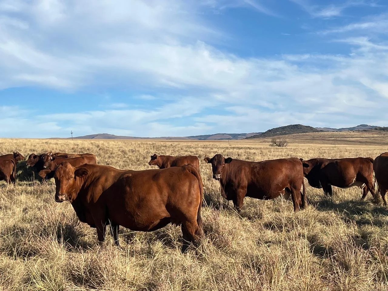 Herd Dispersal