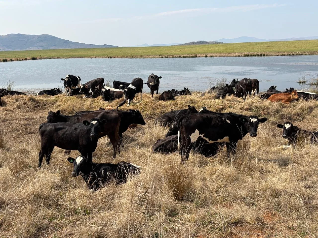 Open X-bred Dairy Heifers