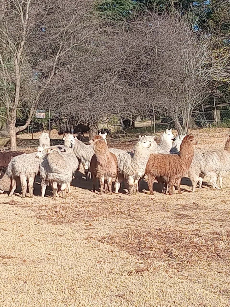 Male Alpacas