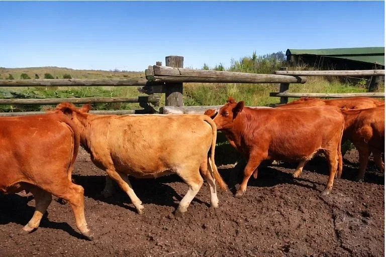 In-Calf Heifers. Angus/Beef Type Cross