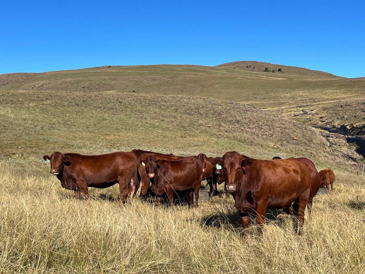 Stud Bonsmara Herd