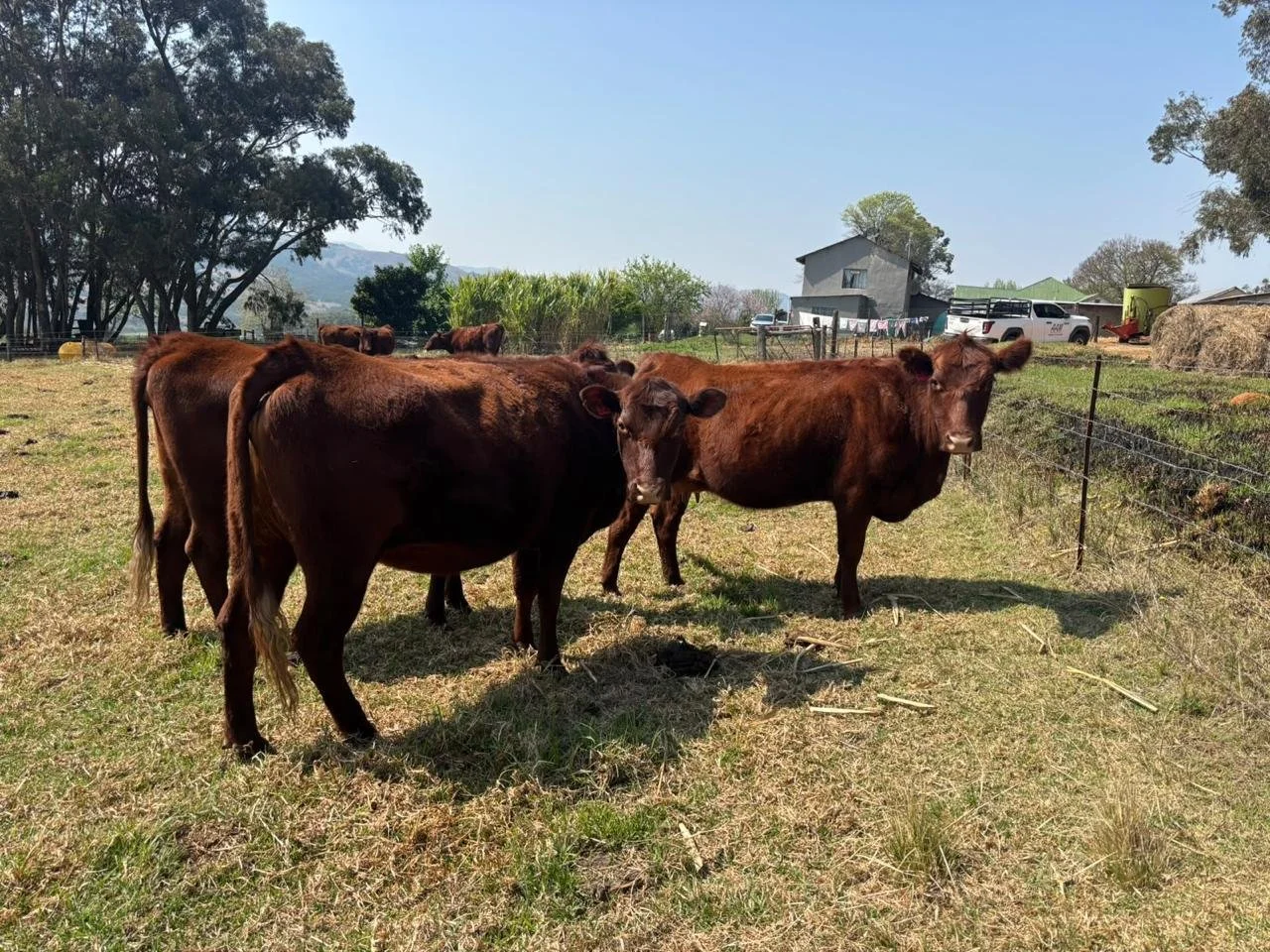 2023 Red Poll heifers (Pure bred)