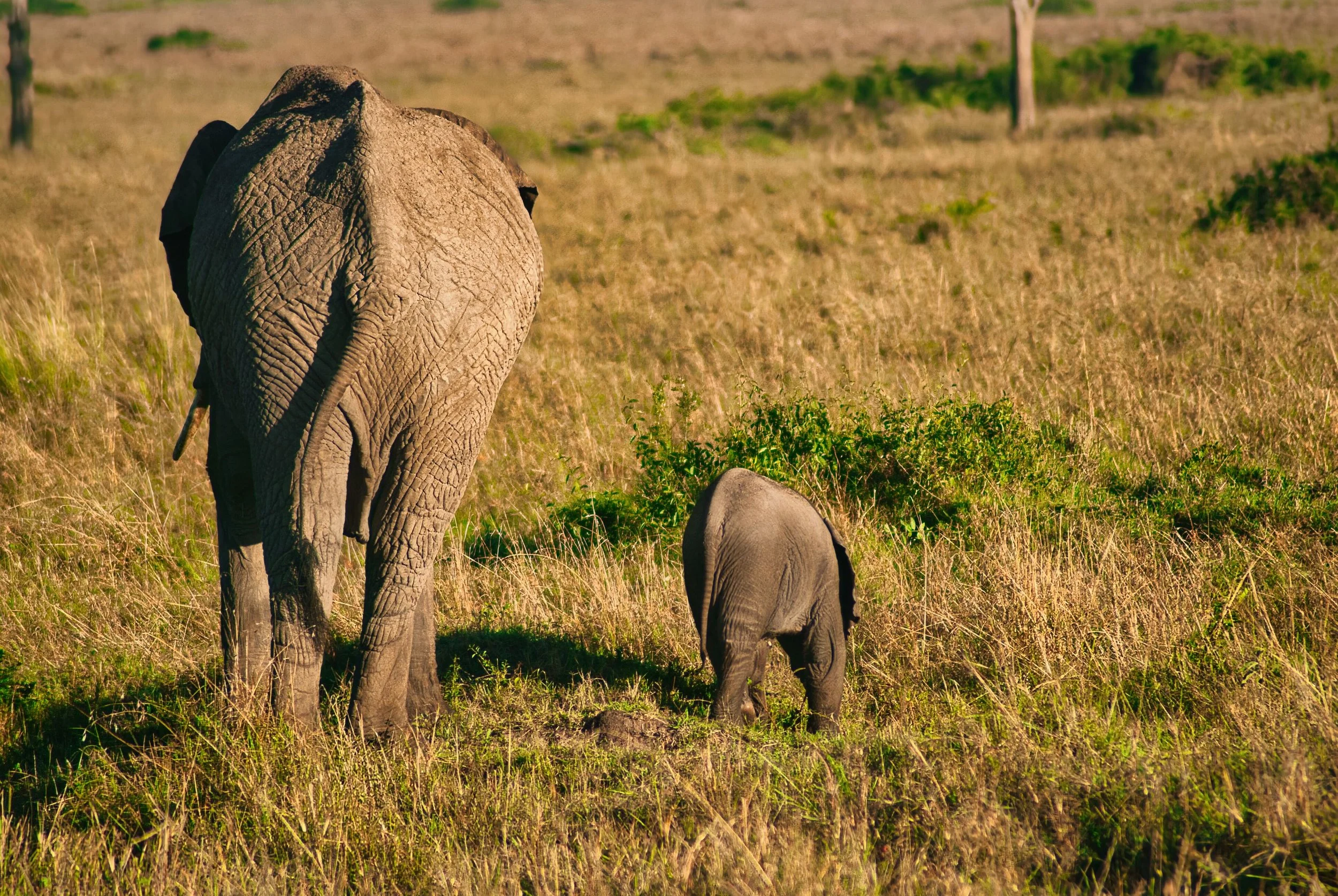 ELephant mother and cap.jpg