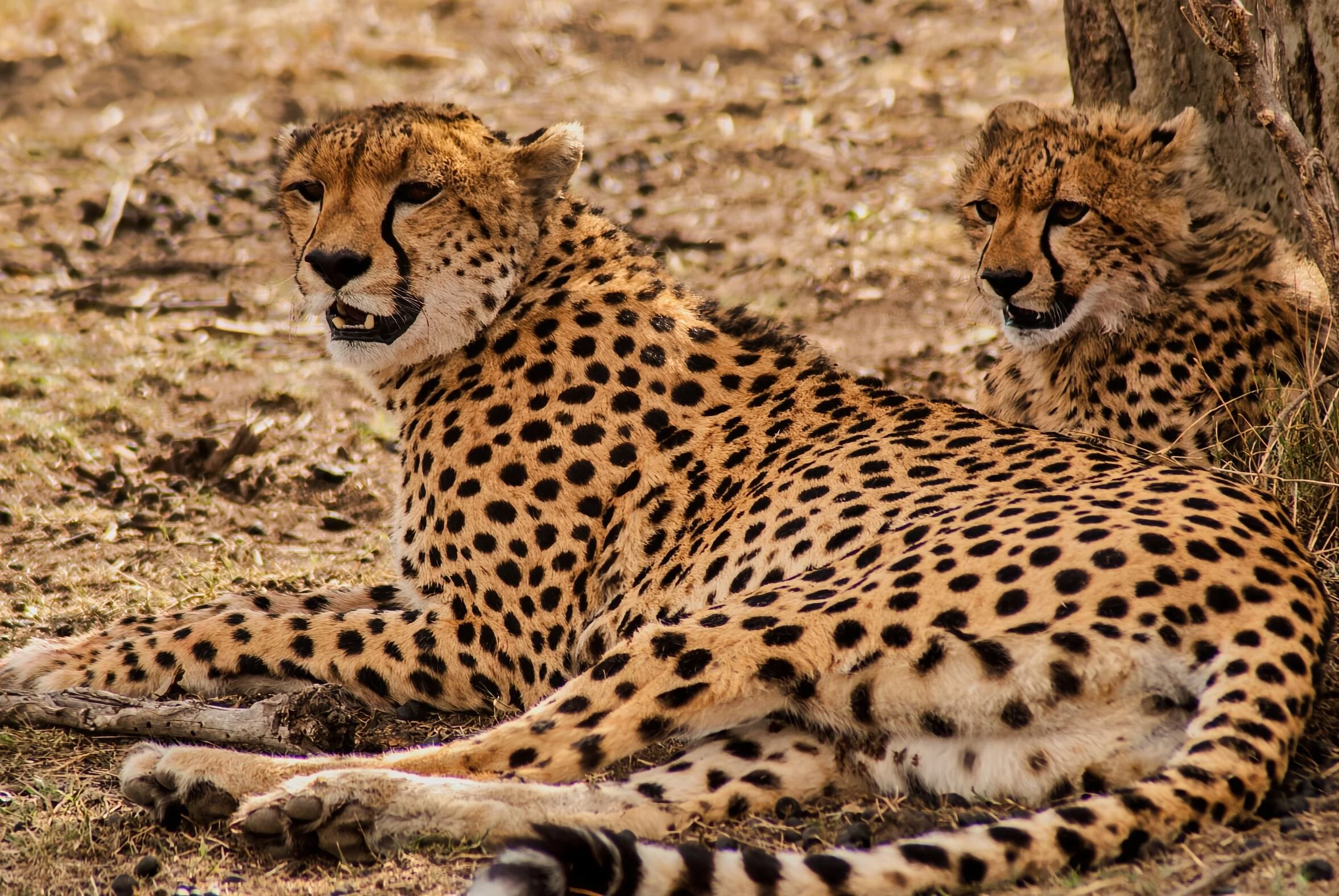 Leopardo con cria.jpg