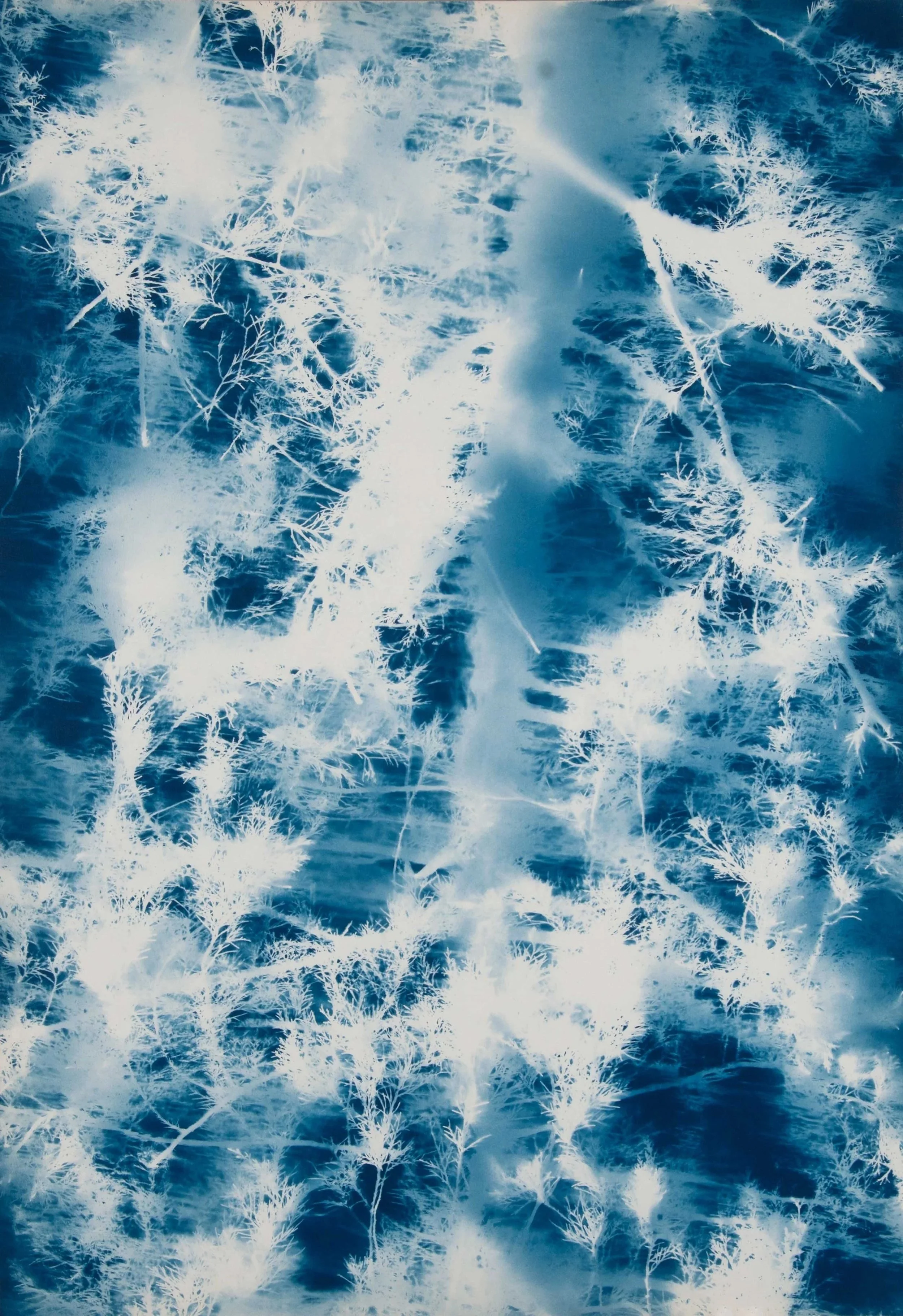 Treespot, 1976, cyanotype, 40 x 28 inches
