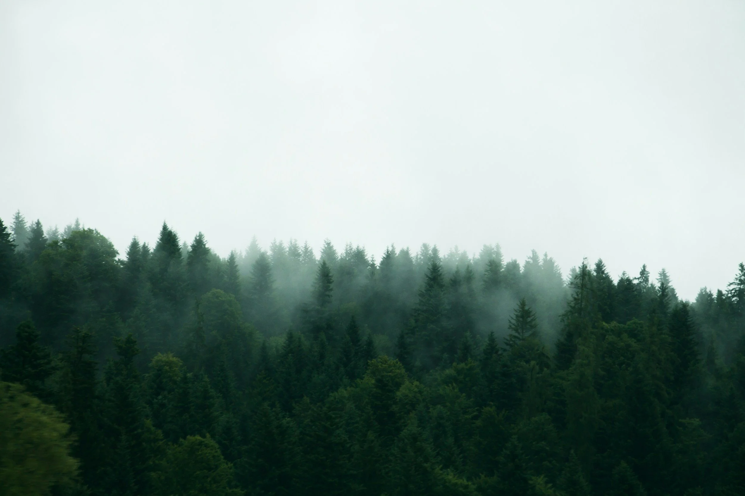 The Ecology of Attention