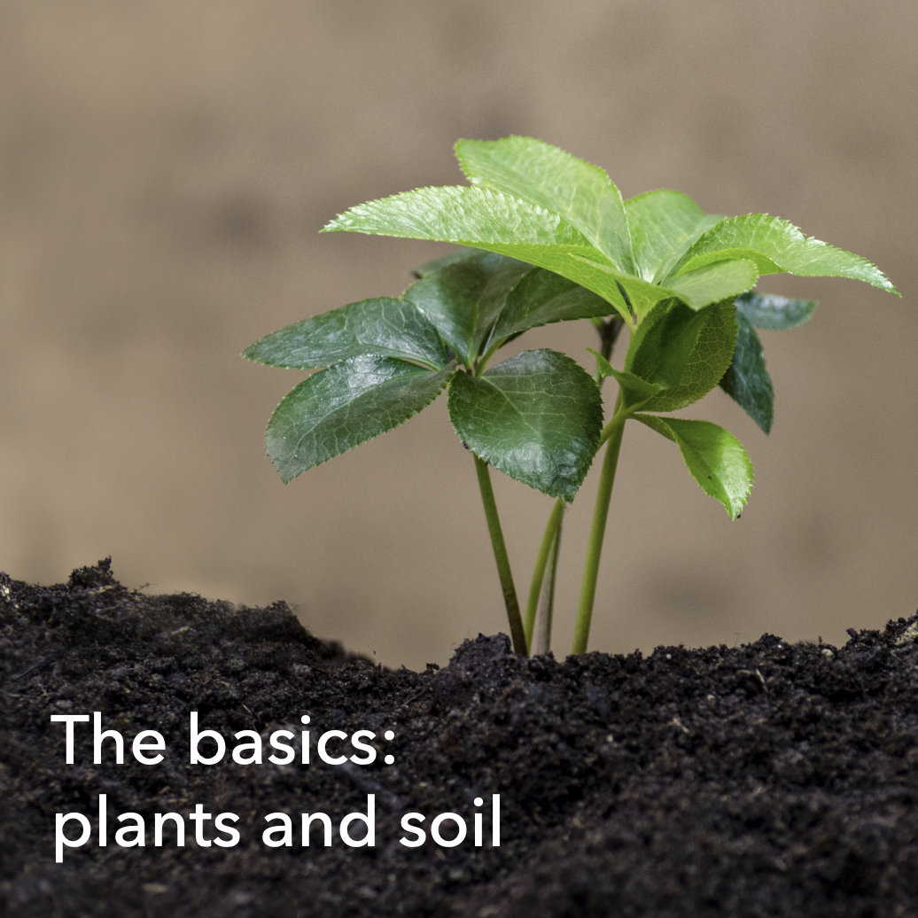 The basics: plants and soil