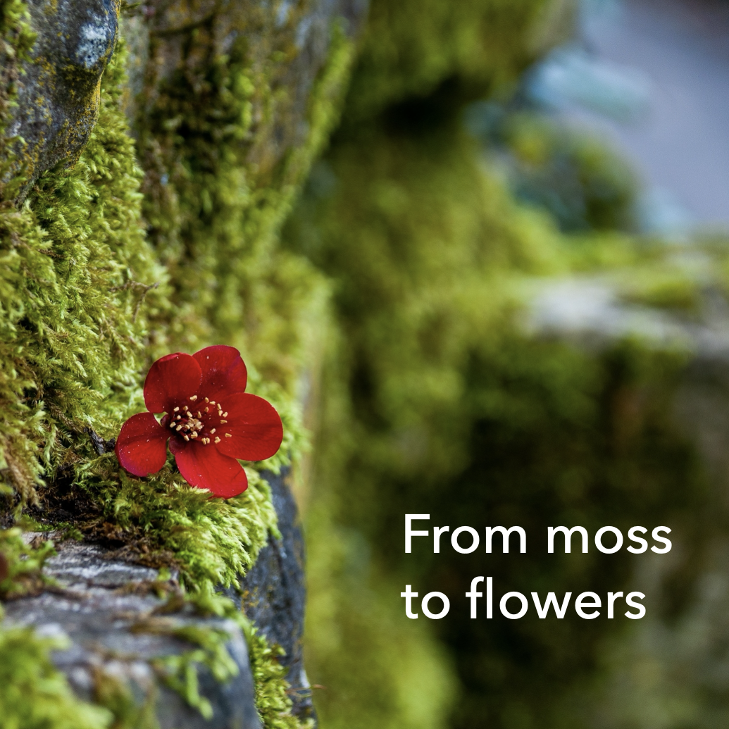 From moss to flowers