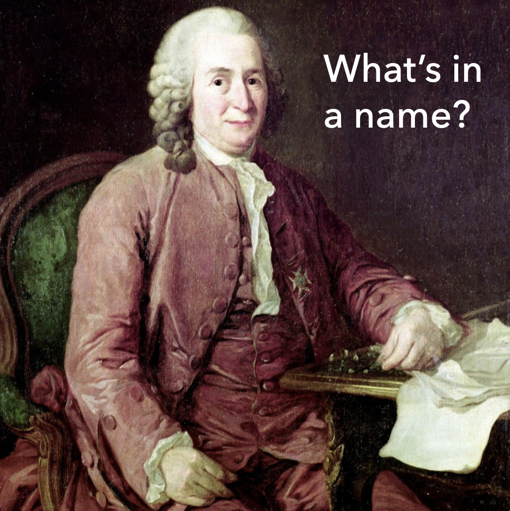 What’s in a name?