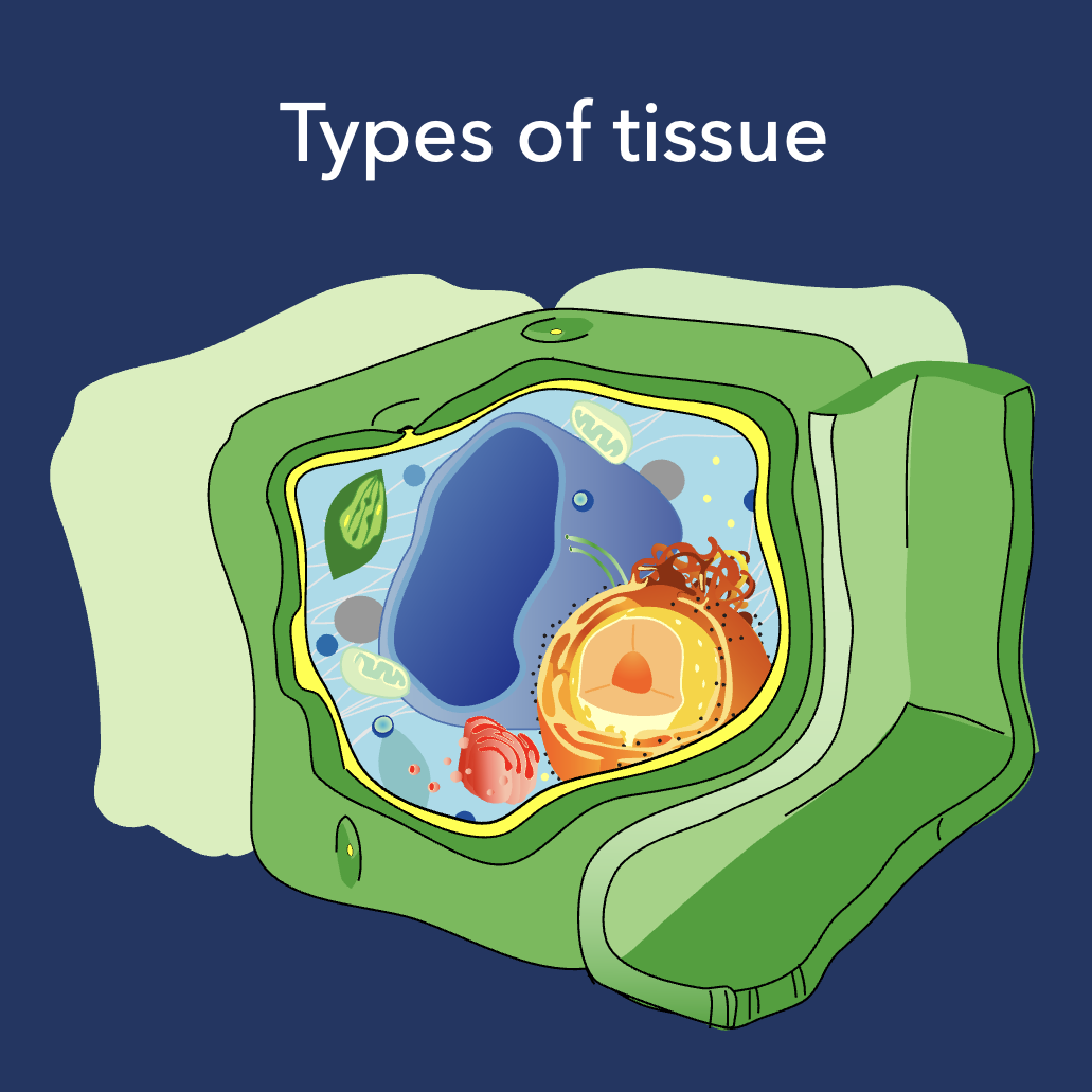 Types of tissue