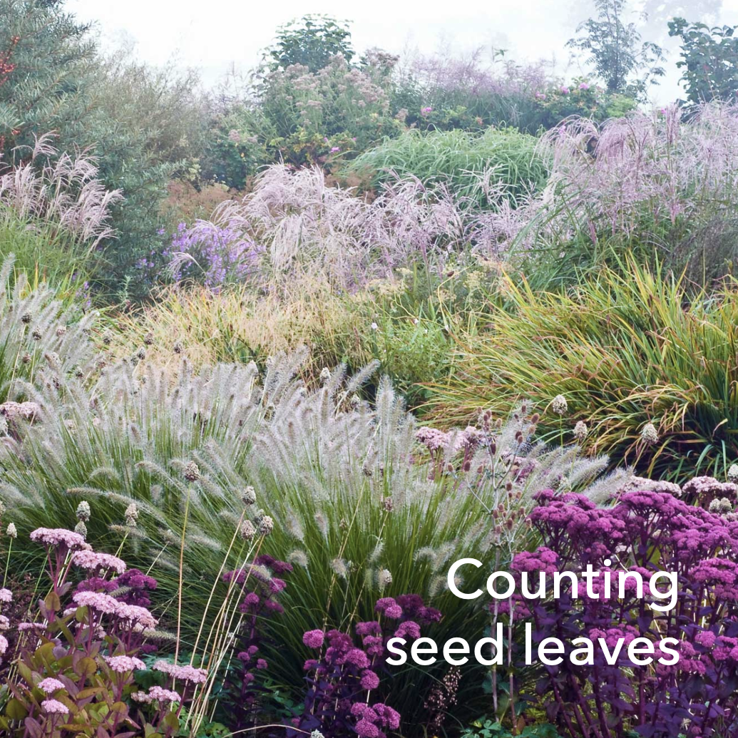 Counting seed leaves