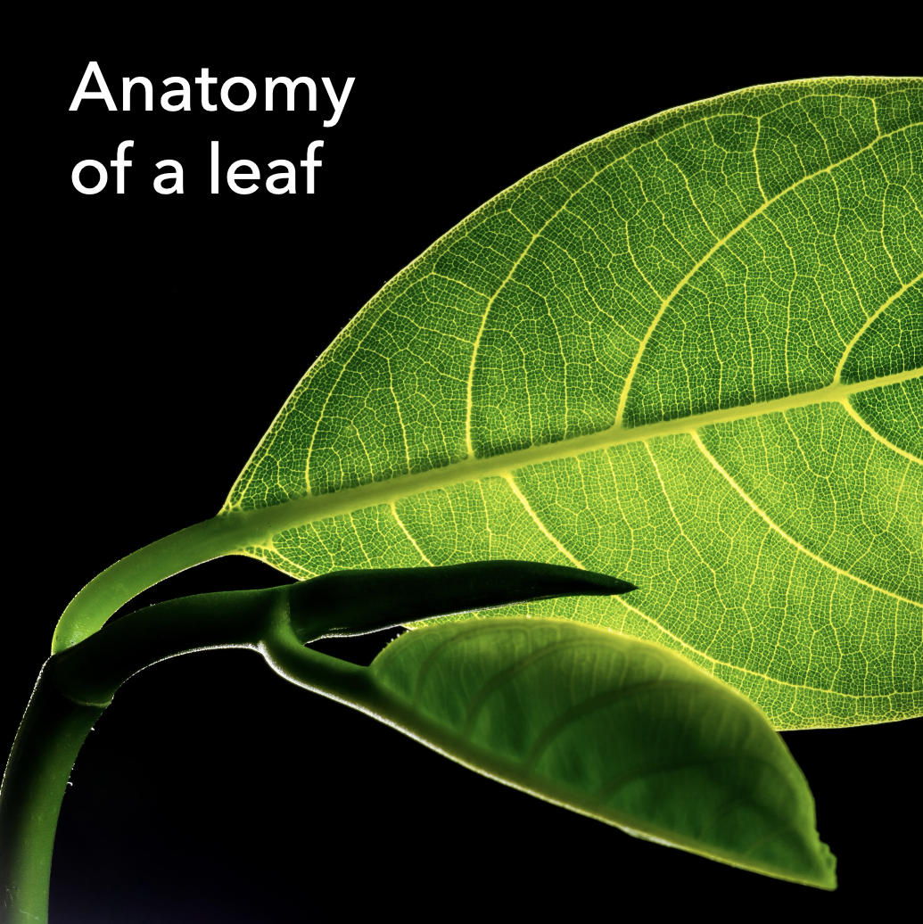 Anatomy of a leaf