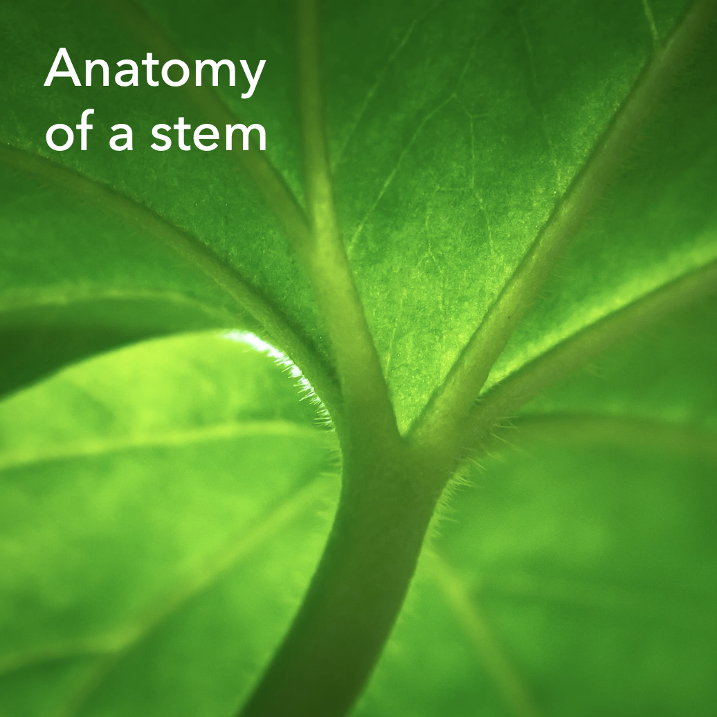 Anatomy of a stem