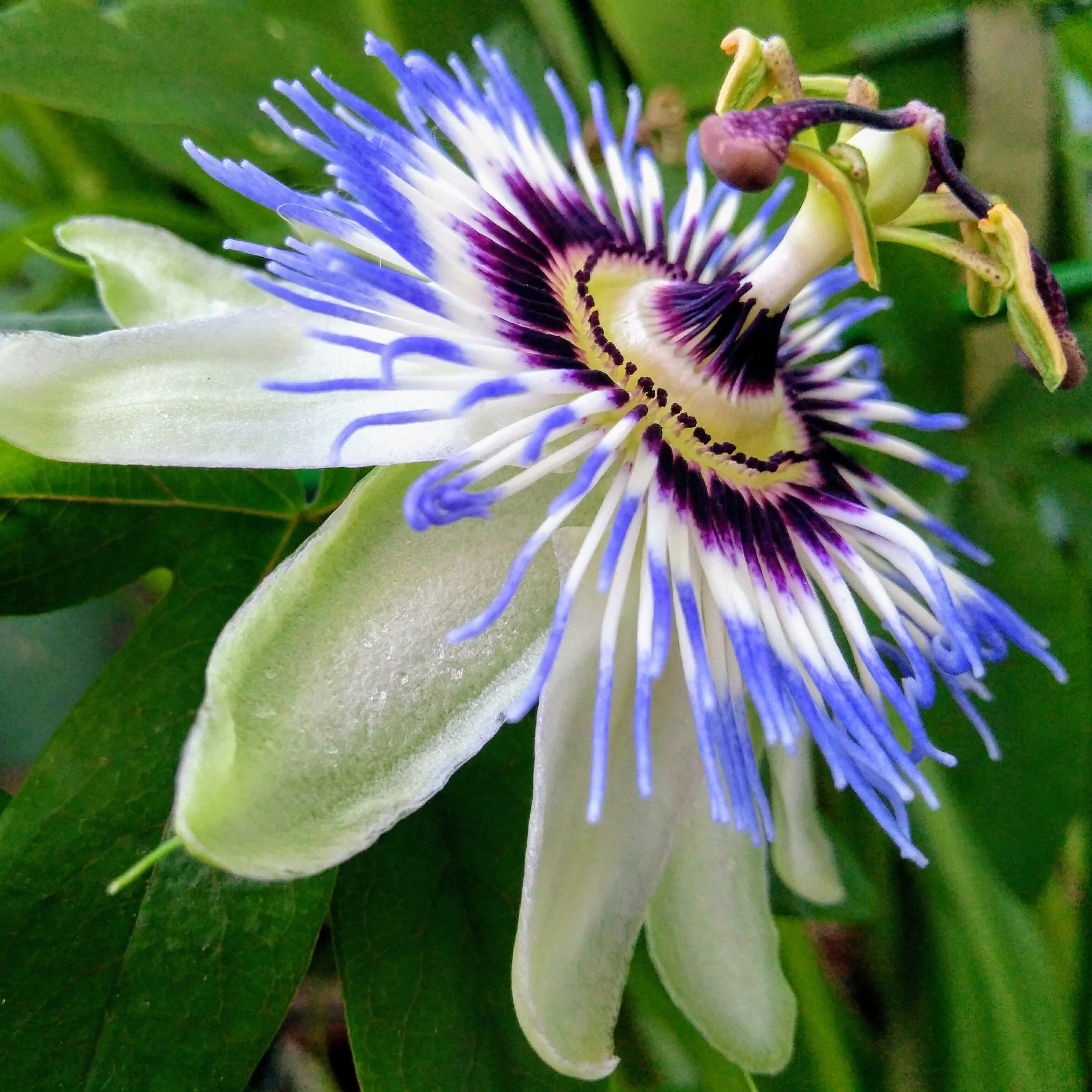 Passiflora caerulea