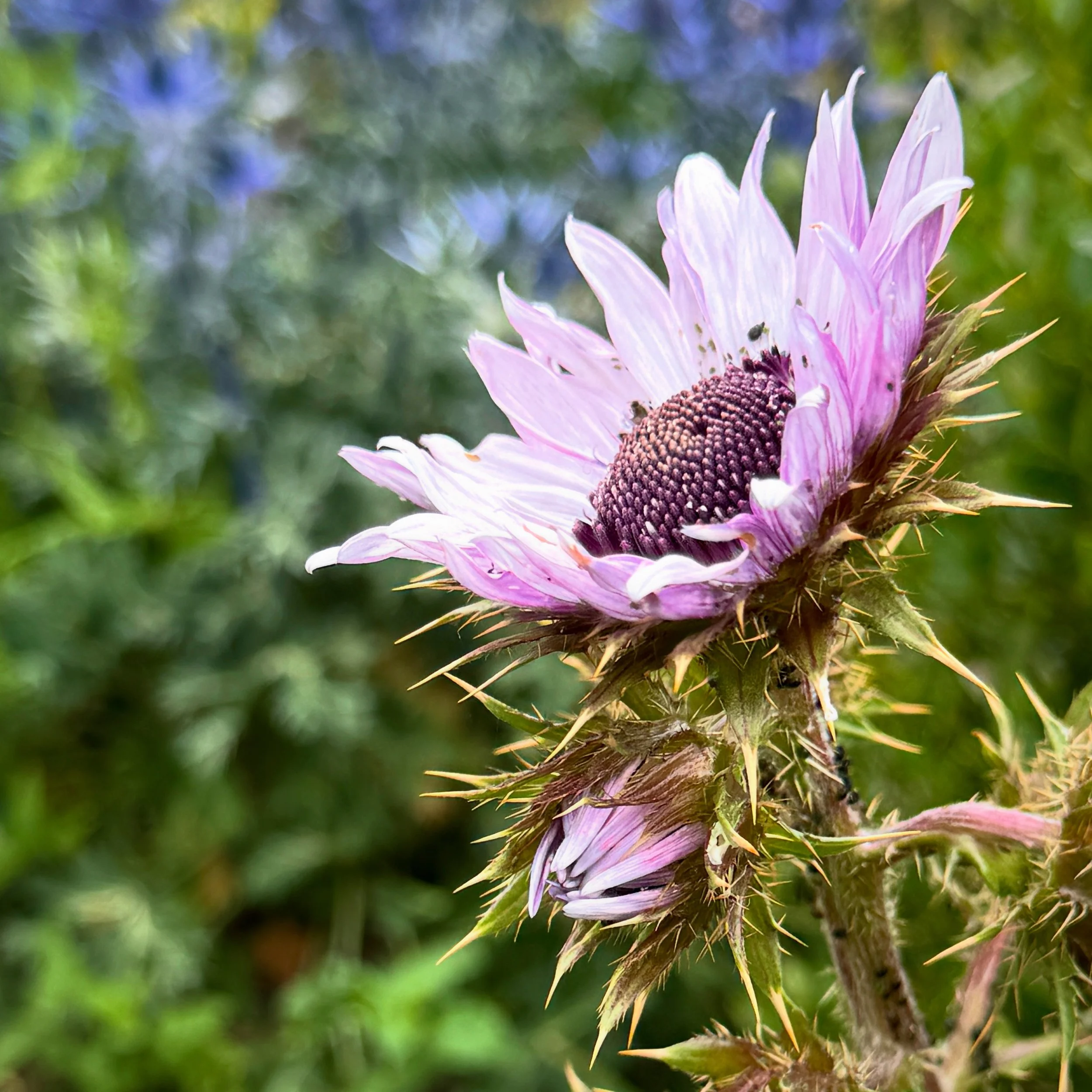 Berkheya purpurea