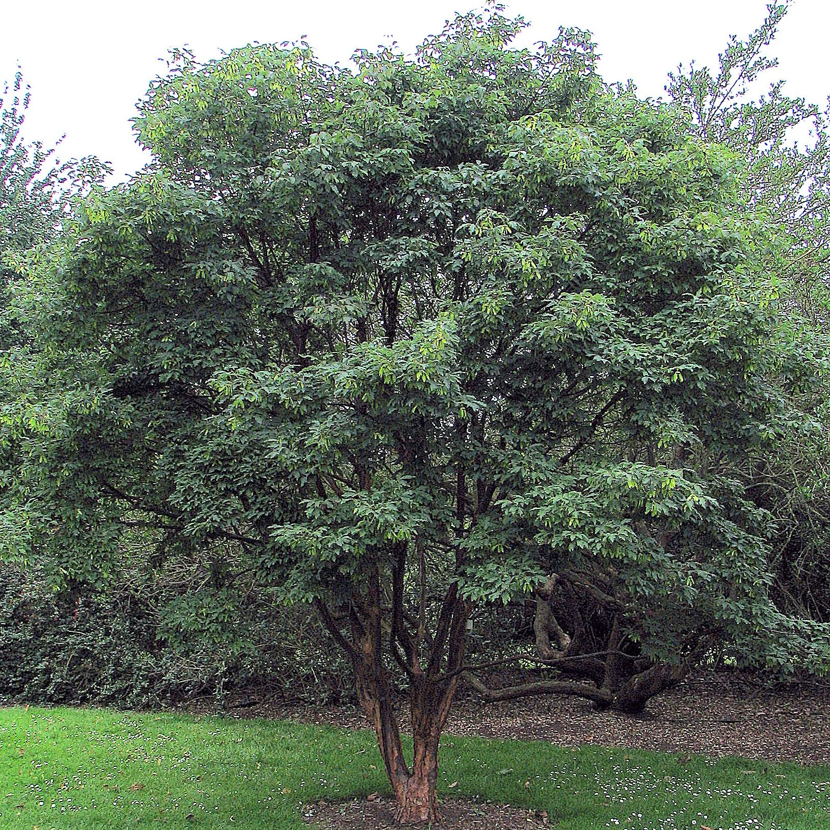 Acer griseum