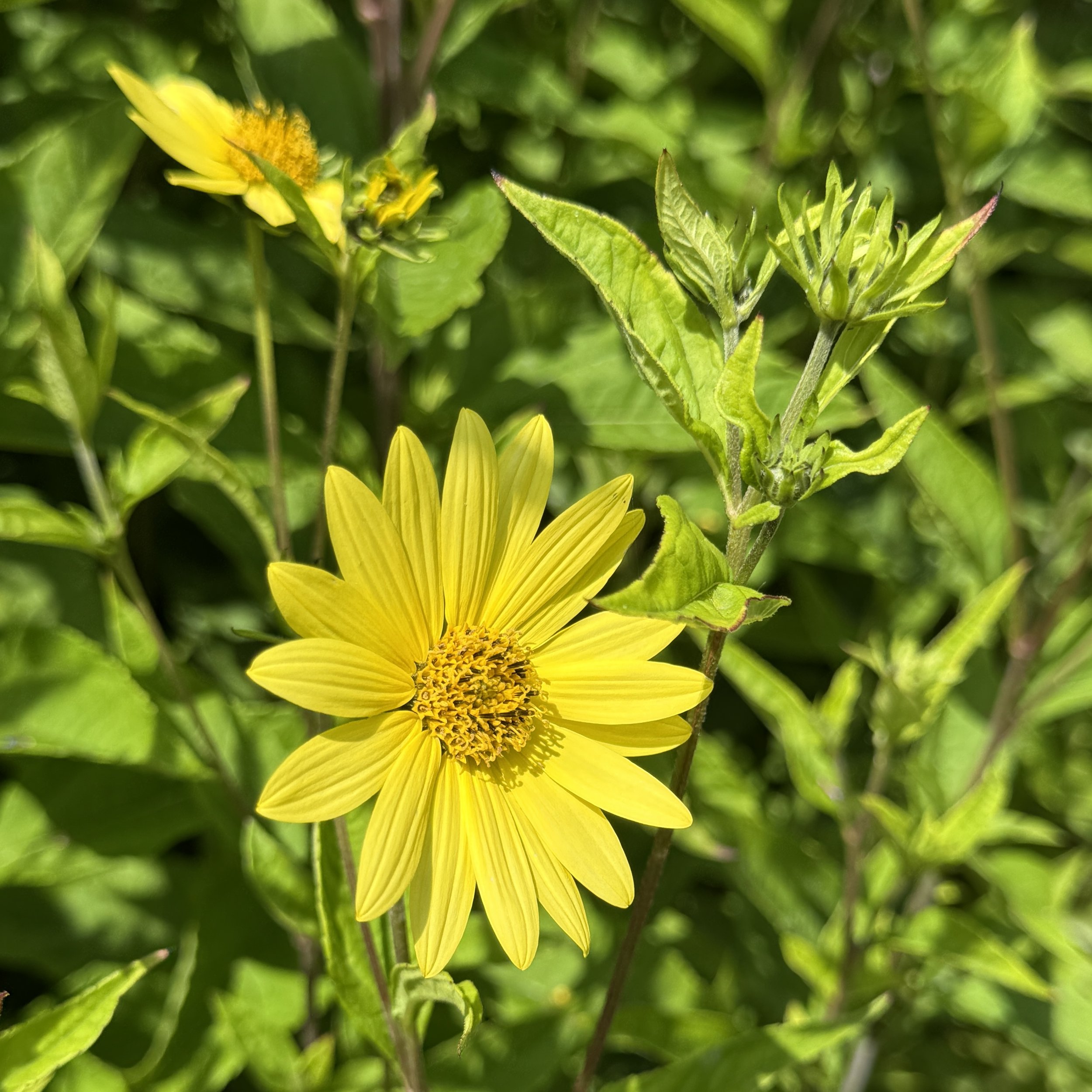 Helianthus giganteus