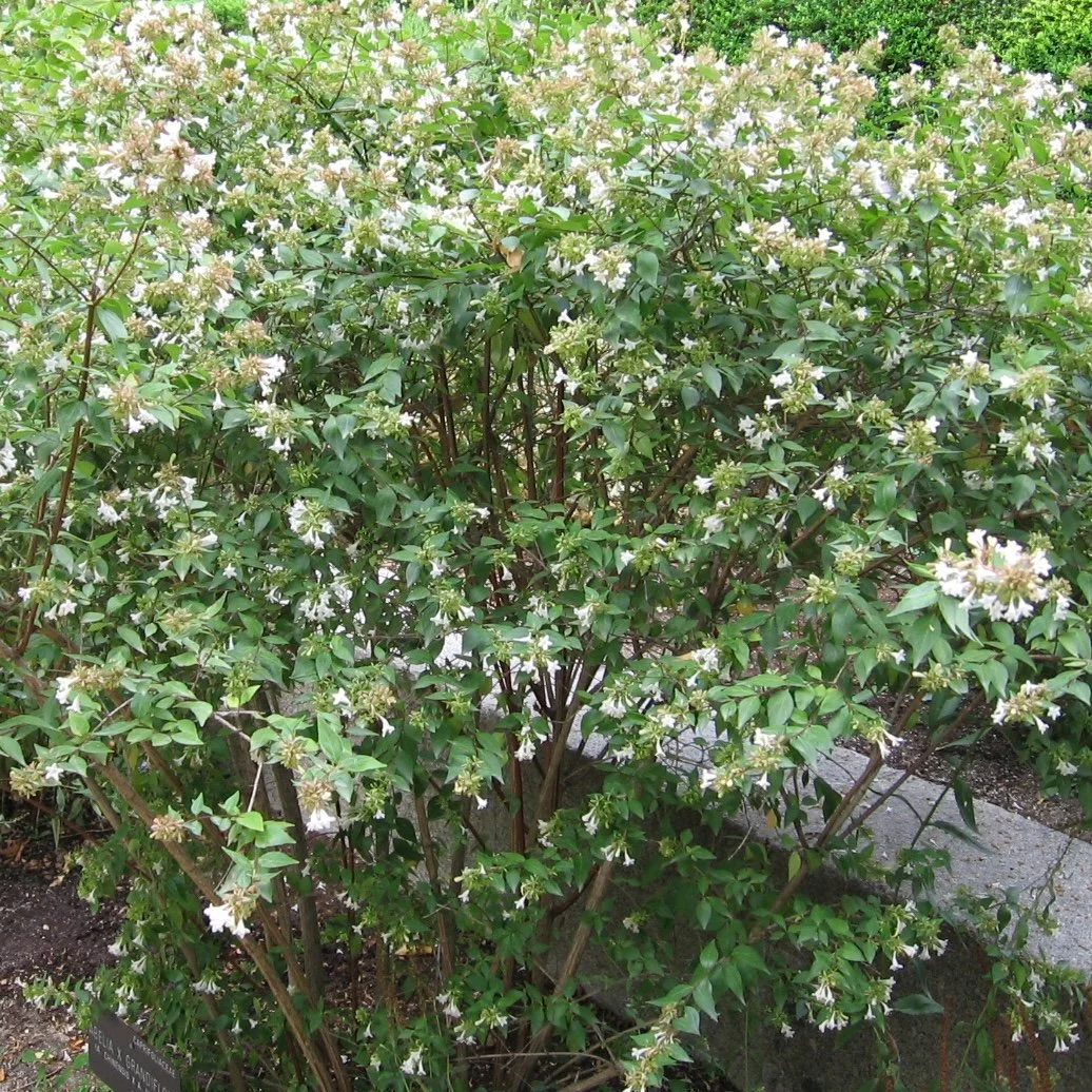 Abelia x grandiflora