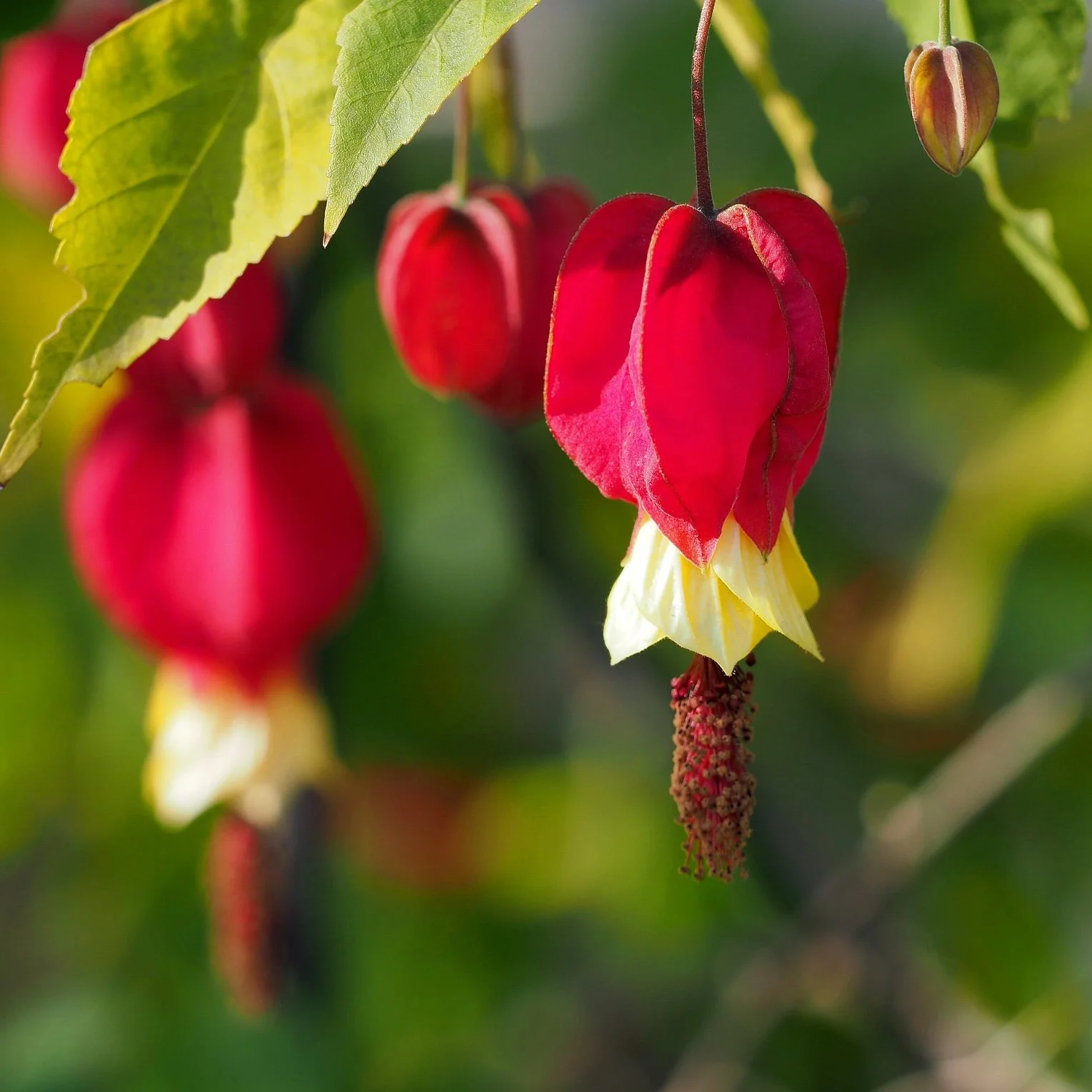 Abutilon megapotamicum