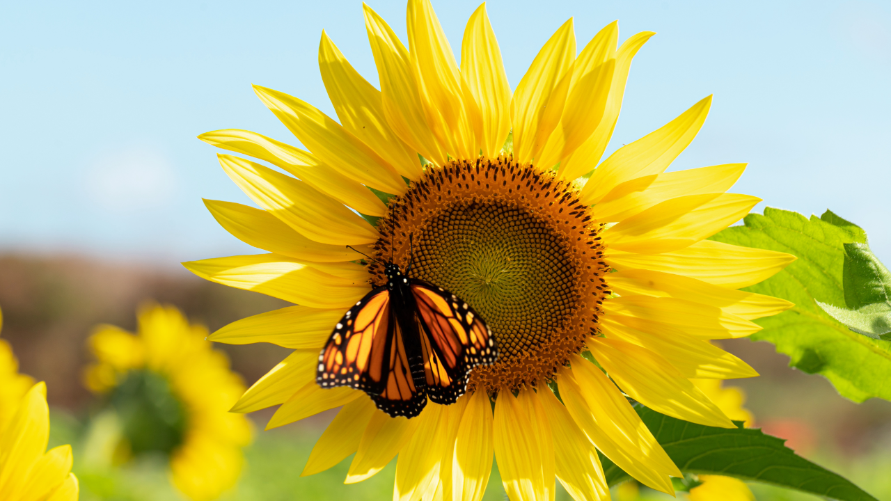 Celebrate Summer: Fun Things to Do, Free Hot Stickers and Cool GIFs