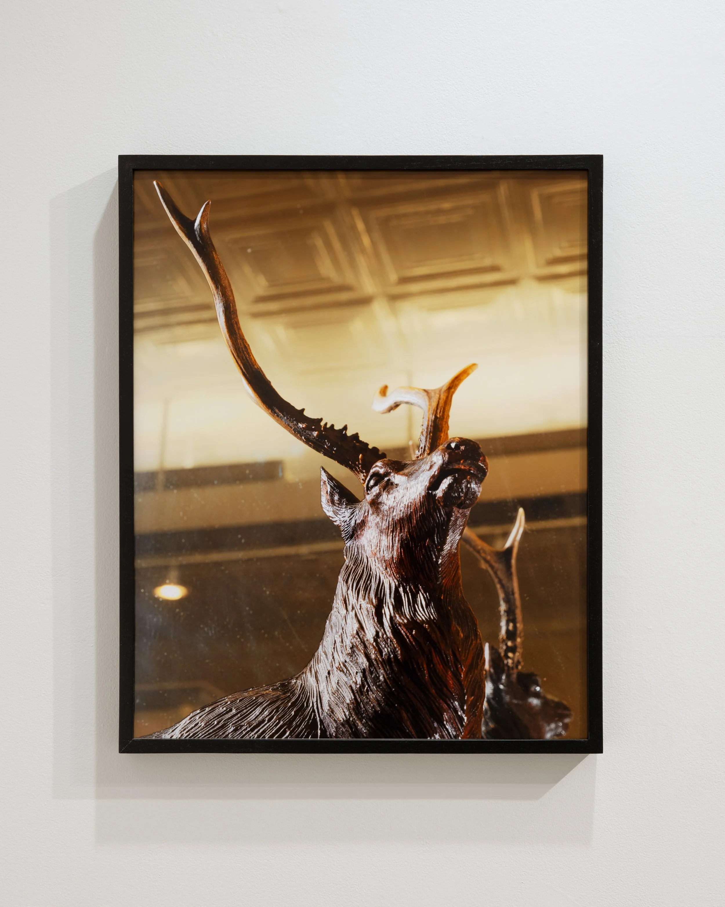 Stag.jpg