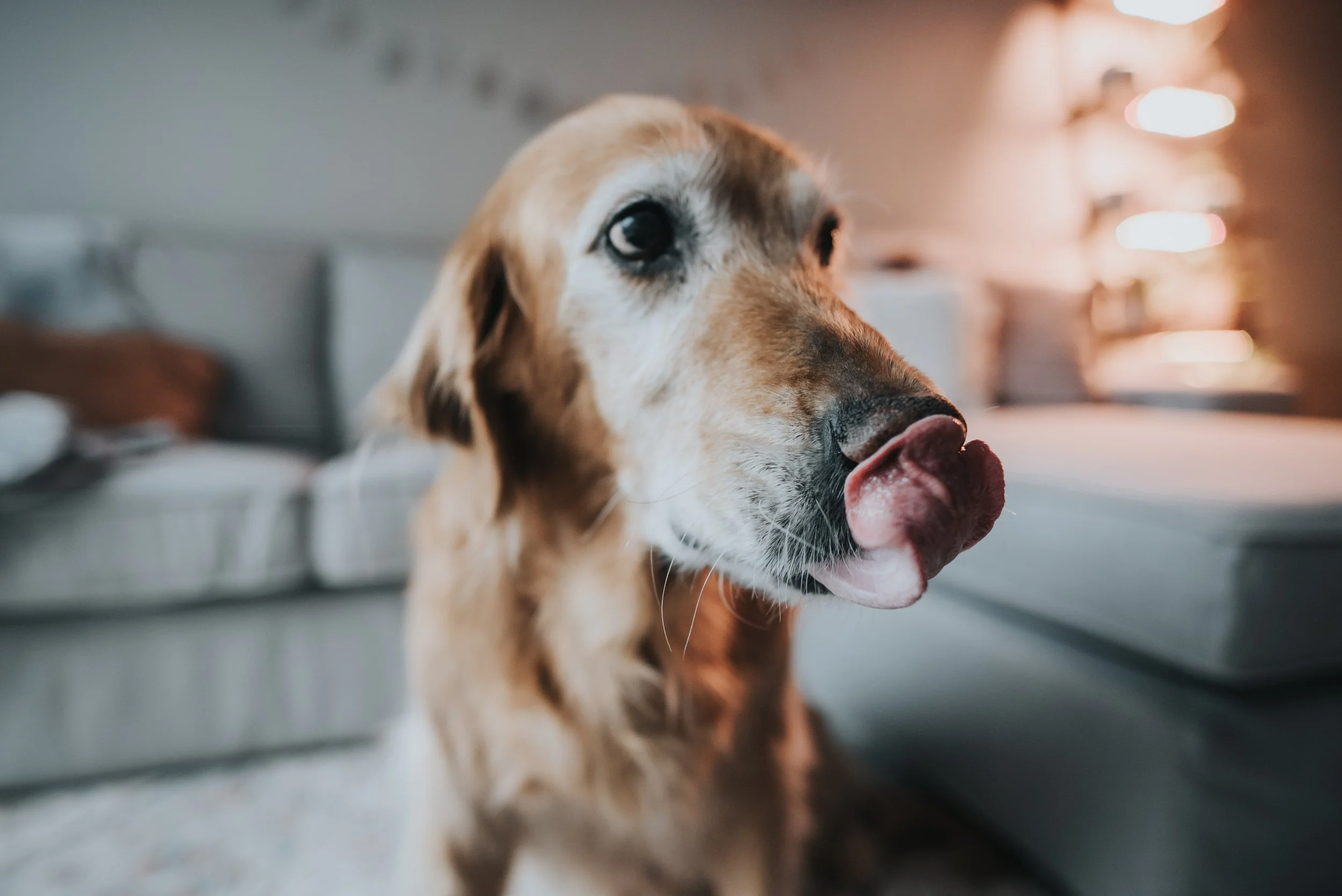 pet memorial, pet loss photographer, end of life photographer, detroit michigan pet photographer, dog photos, cat photos, detroit michigan photographer