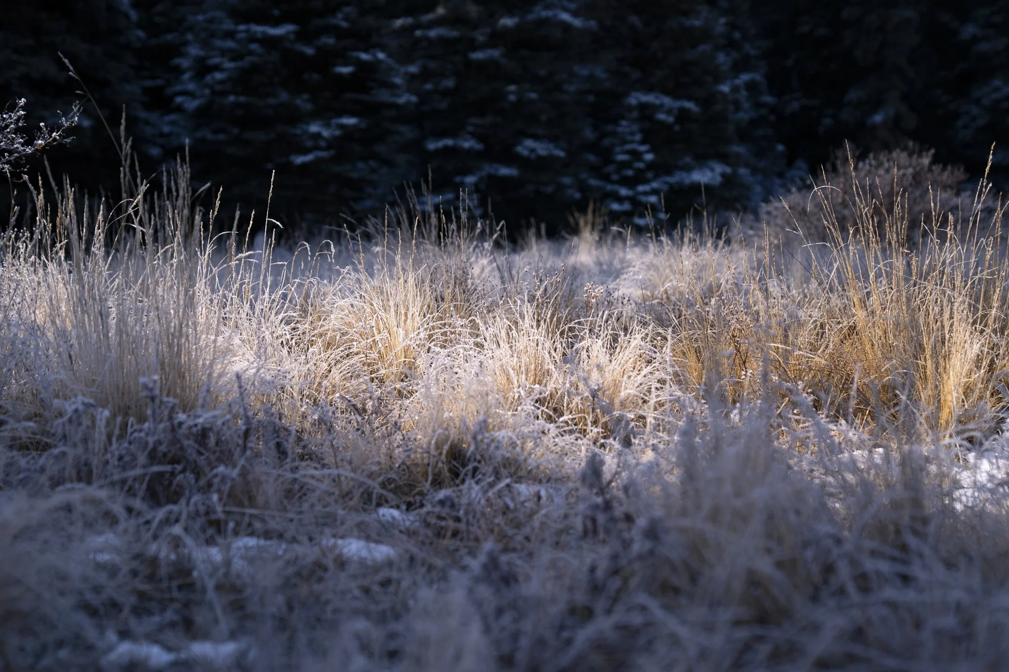 LaurelMyers-05102.jpg