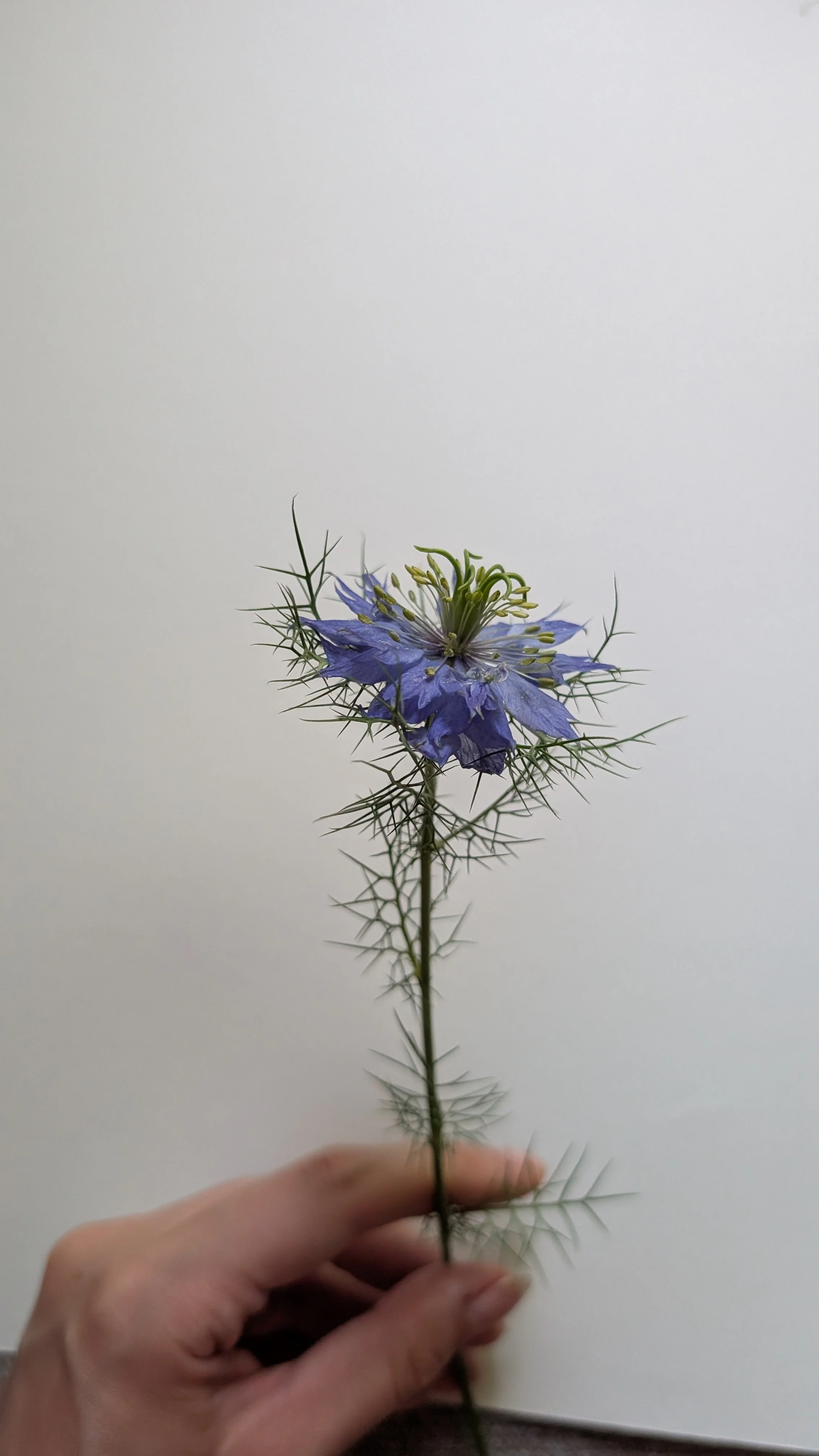 Photo of blue flower