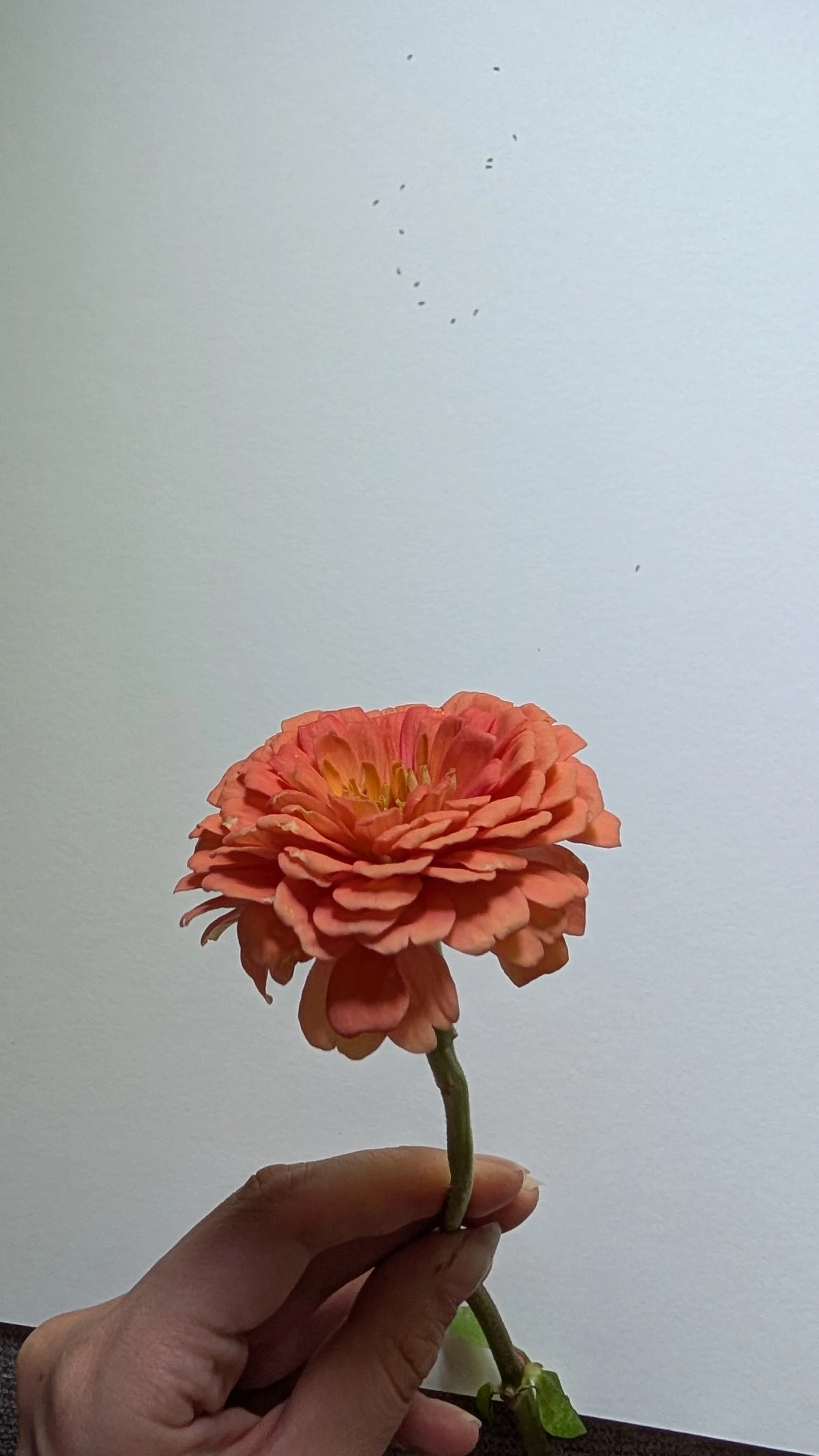 Image of orange flower