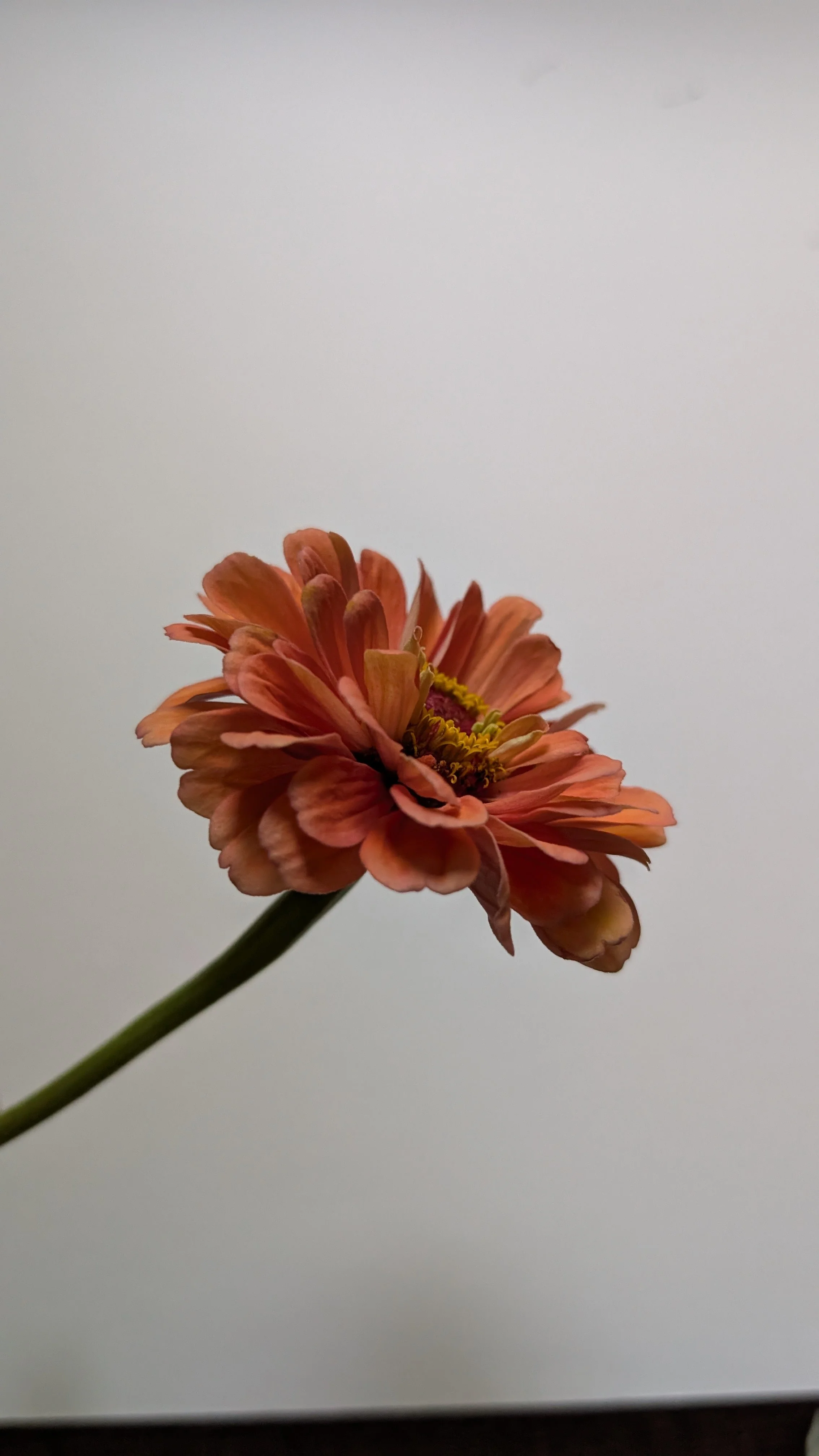 Image of orange flower