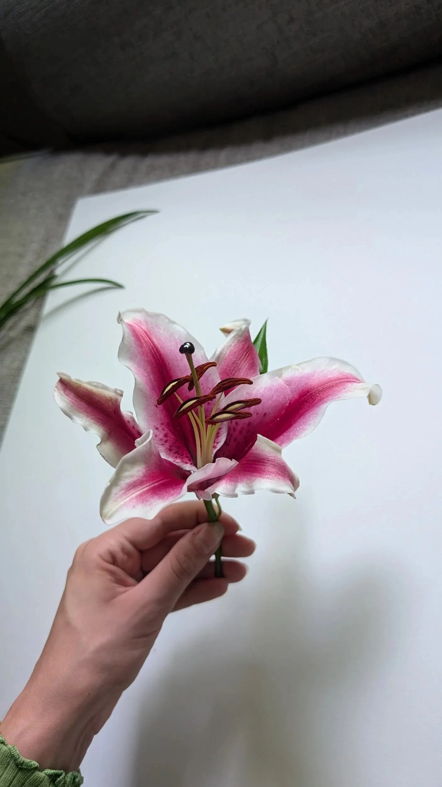 Image of Lily