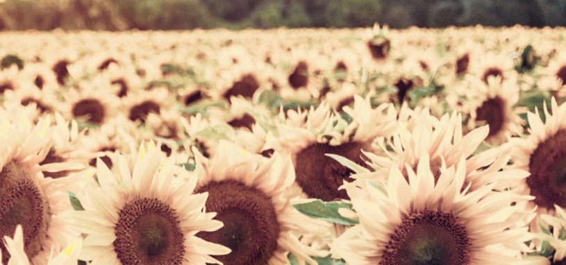 Sunflowers blooming in a sunlit field