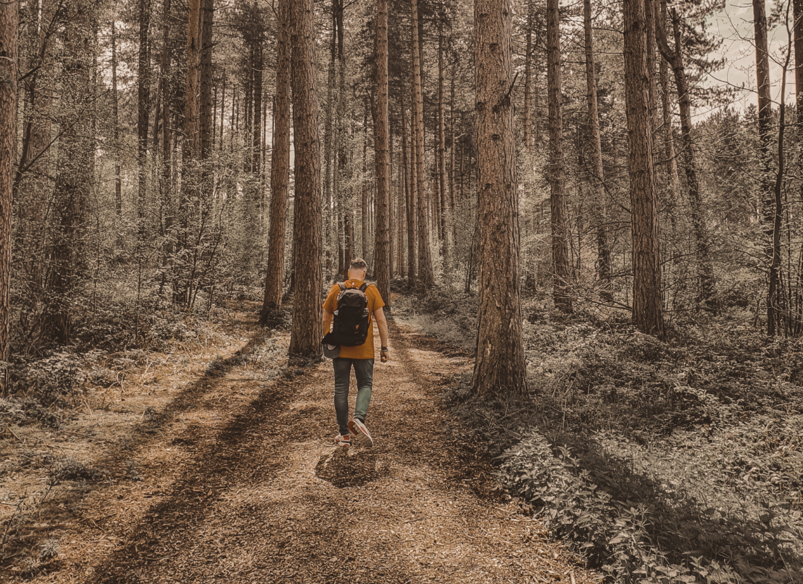 Person walking along a wooded path surrounded by tall trees