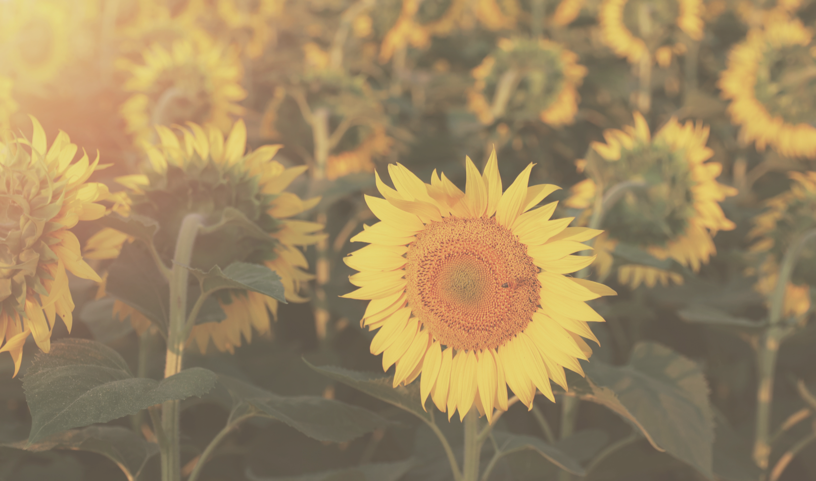 A field of sunflowers with one facing a different direction, symbolizing individualized care and honoring each person's unique journey.