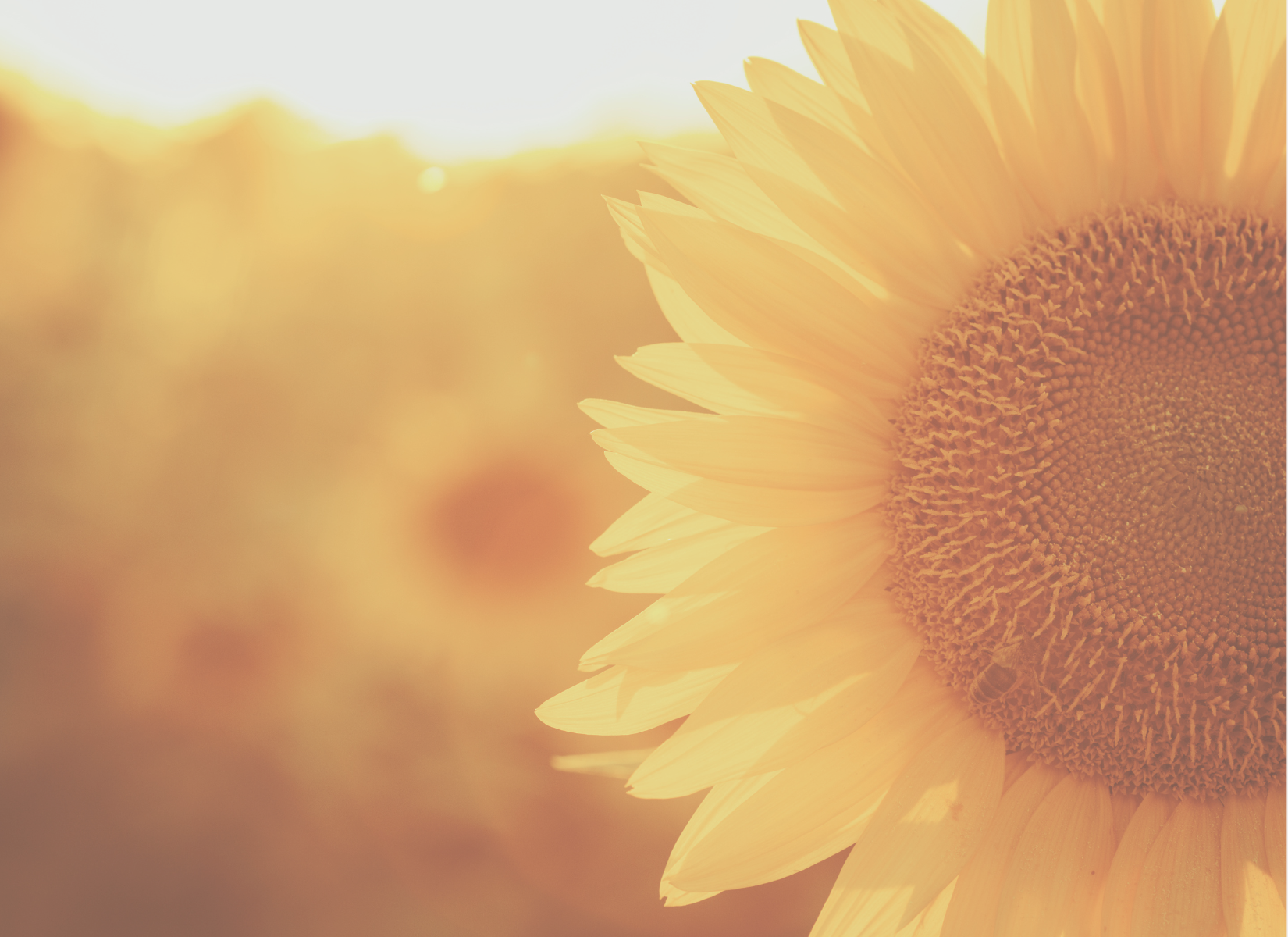 Close-up sunflower representing feeling seen and understood.