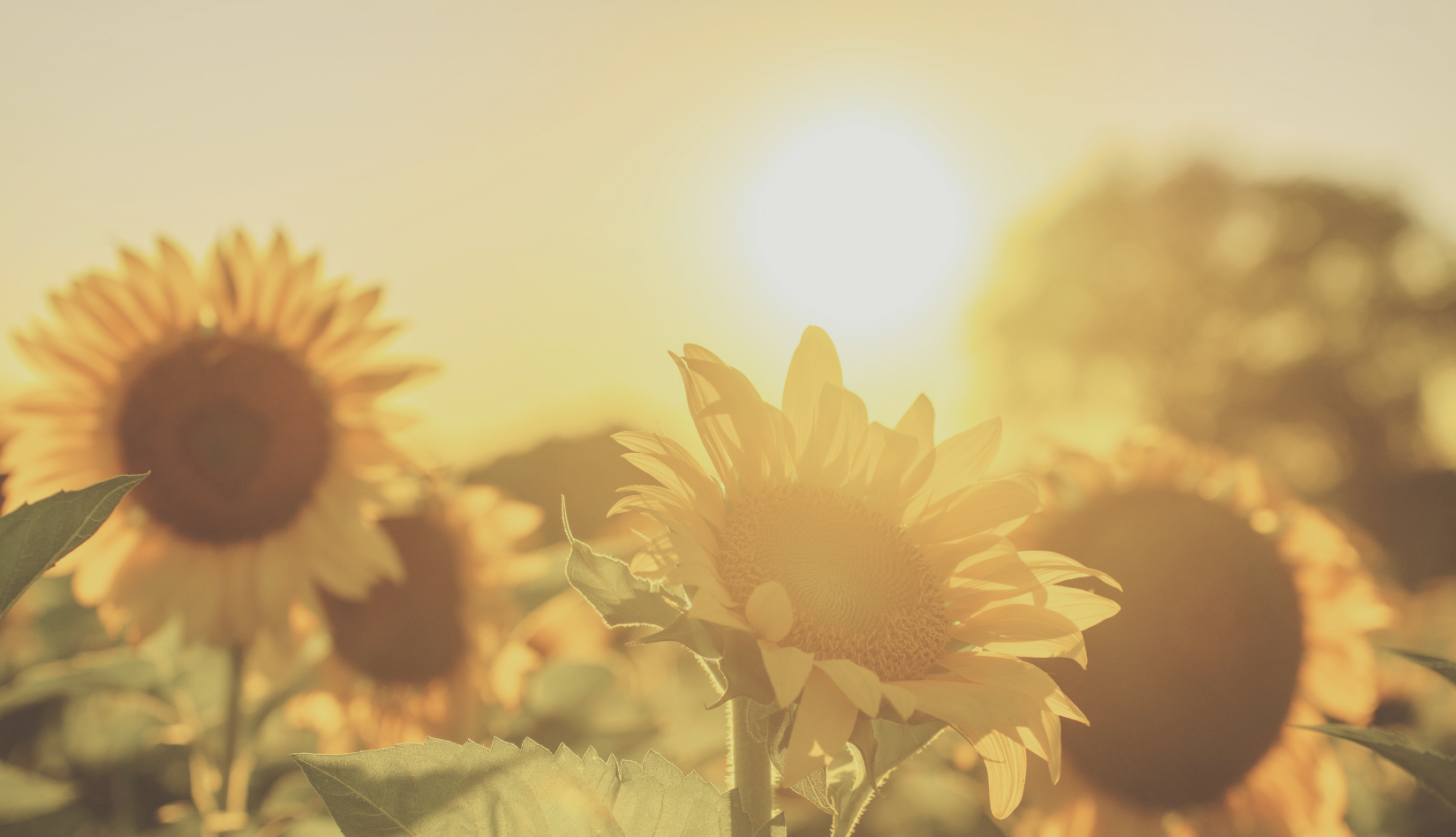 Sunrise over a sunflower field representing hope and healing.