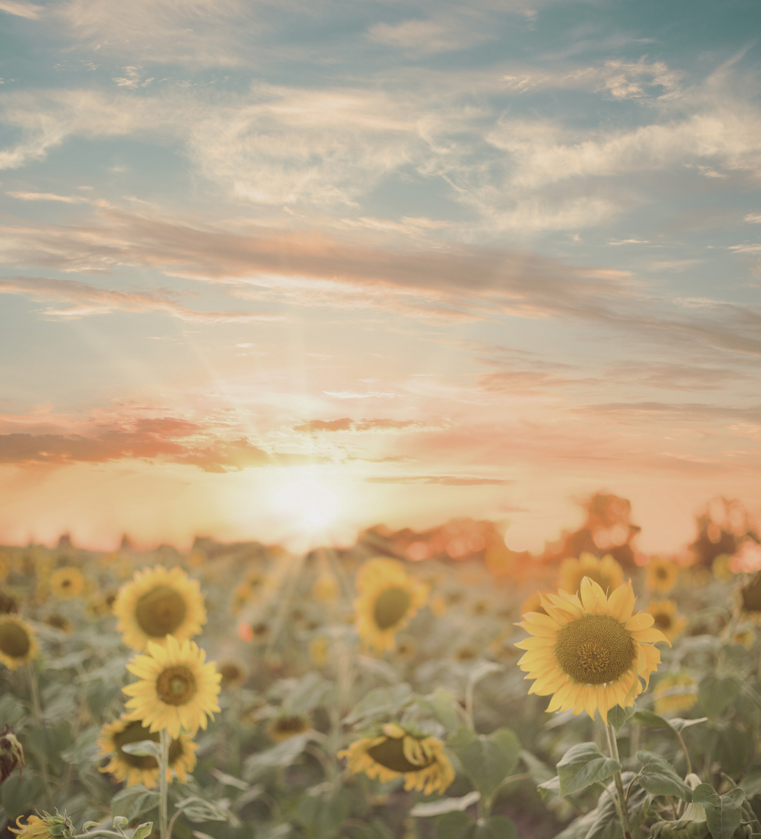 Sunrise over a field of blooming sunflowers, symbolizing hope, growth, and the possibility of meaningful change.